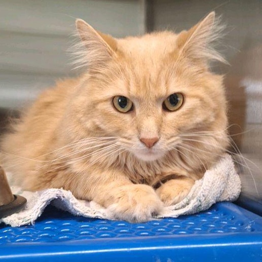 Cheddar Cheese, a ADOPTABLE Domestic Long Hair in Morris, MN image 3/4