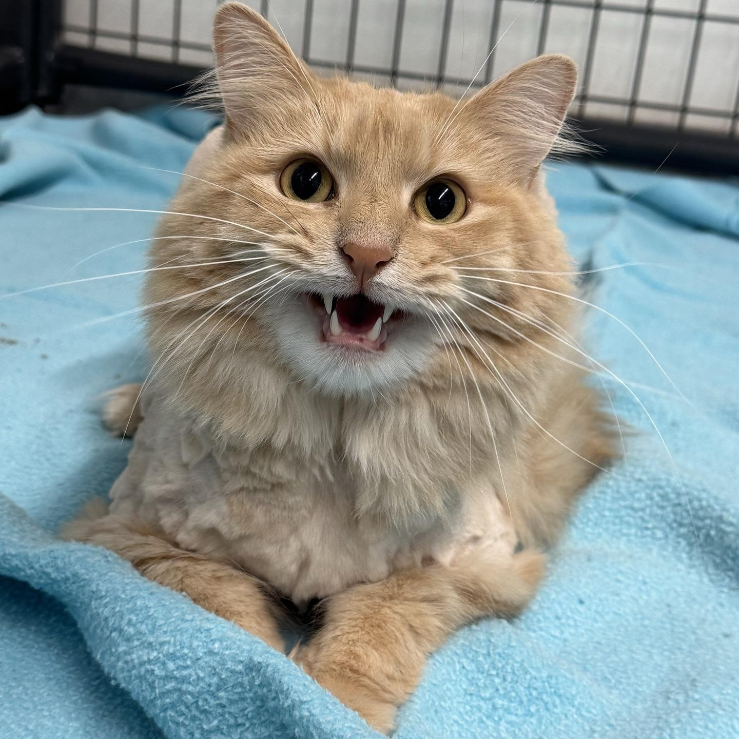 Cheddar Cheese, a ADOPTABLE Domestic Long Hair in Morris, MN image 4/4