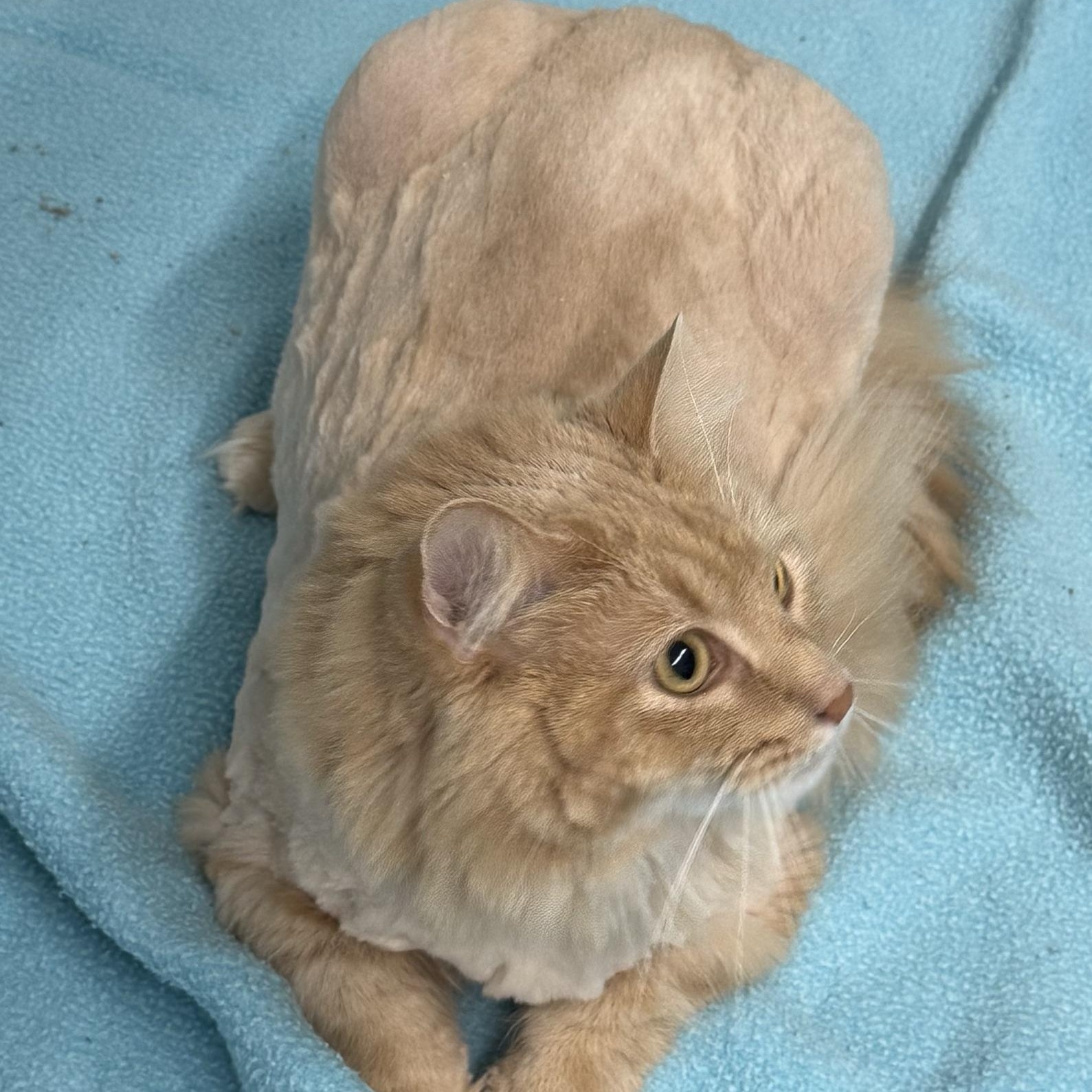 Cheddar Cheese, a ADOPTABLE Domestic Long Hair in Morris, MN image 2/4