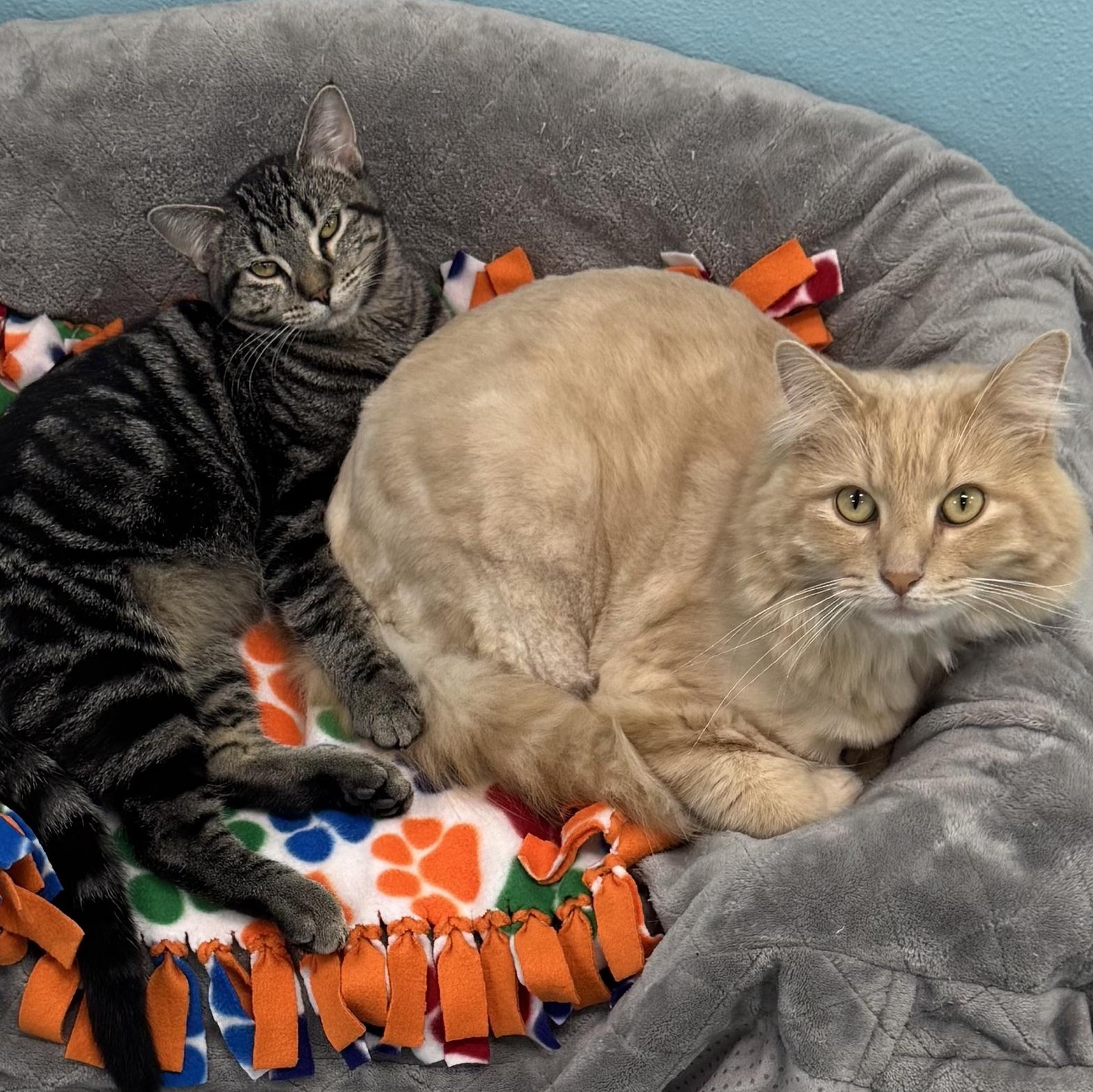 Enlarge Cheddar Cheese, a ADOPTABLE Domestic Long Hair in Morris, MN image 5/5