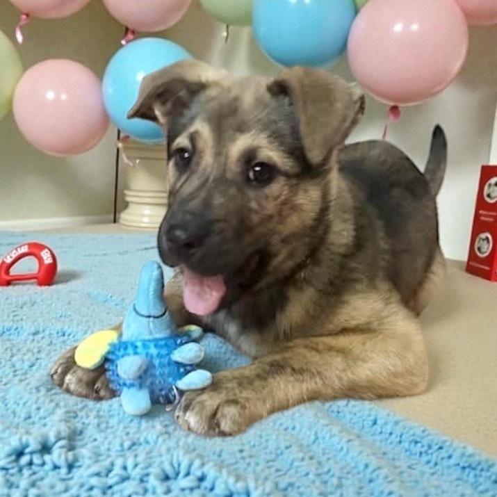 Enlarge Hank, a Adoptable mixed breed in Bellingham, WA image 1/1