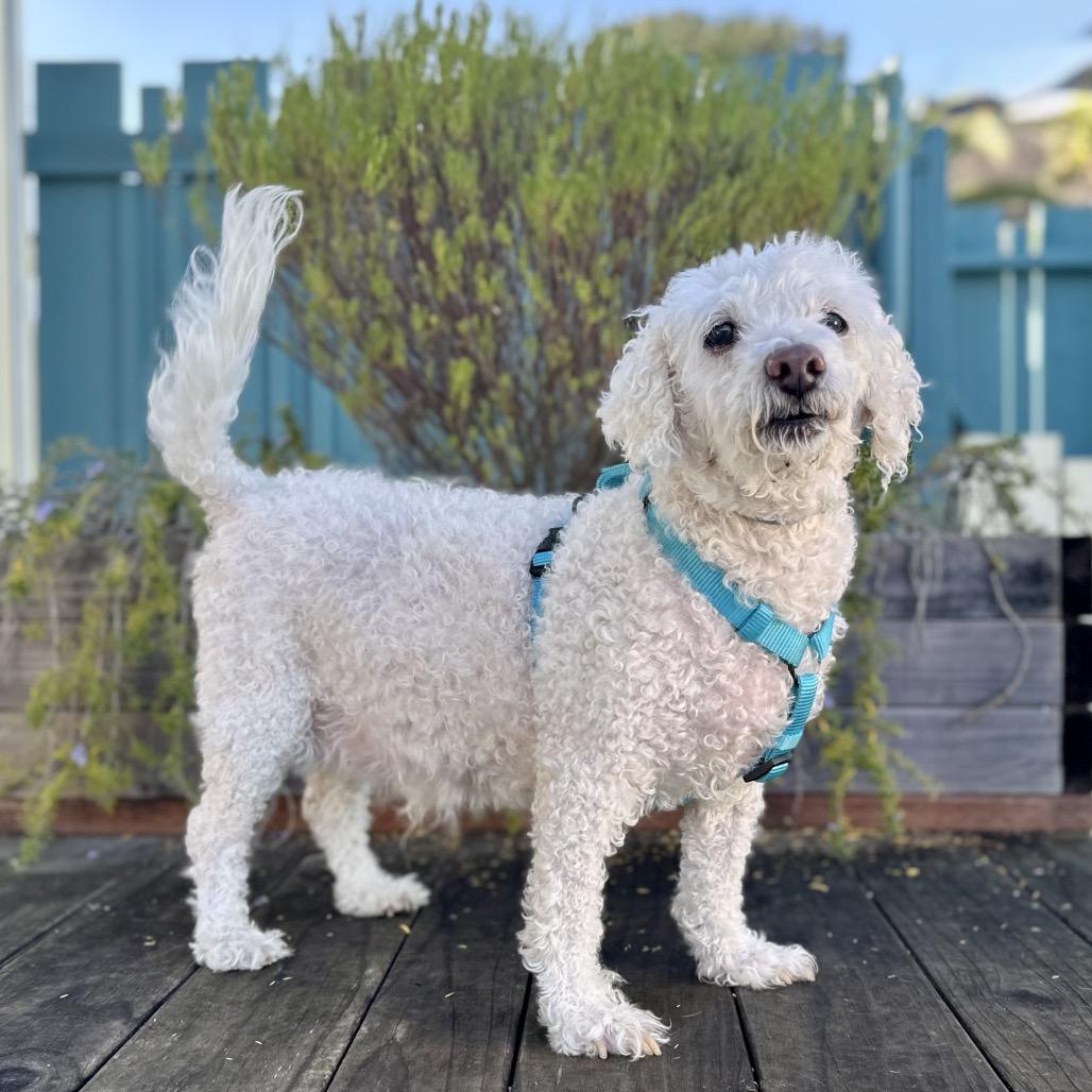 Chris-anthumum — thumbnail 2