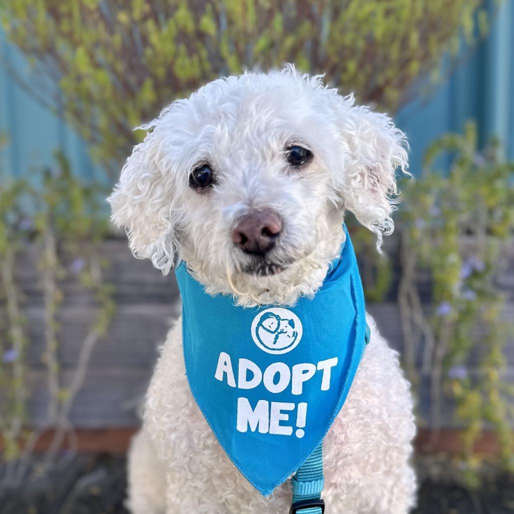 Chris-anthumum — thumbnail 5