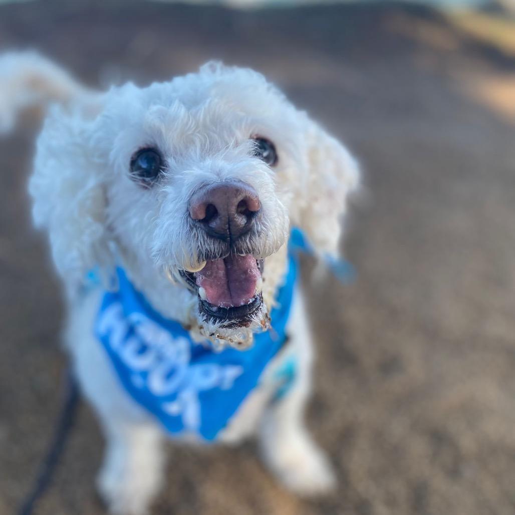 Chris-anthumum — thumbnail 6