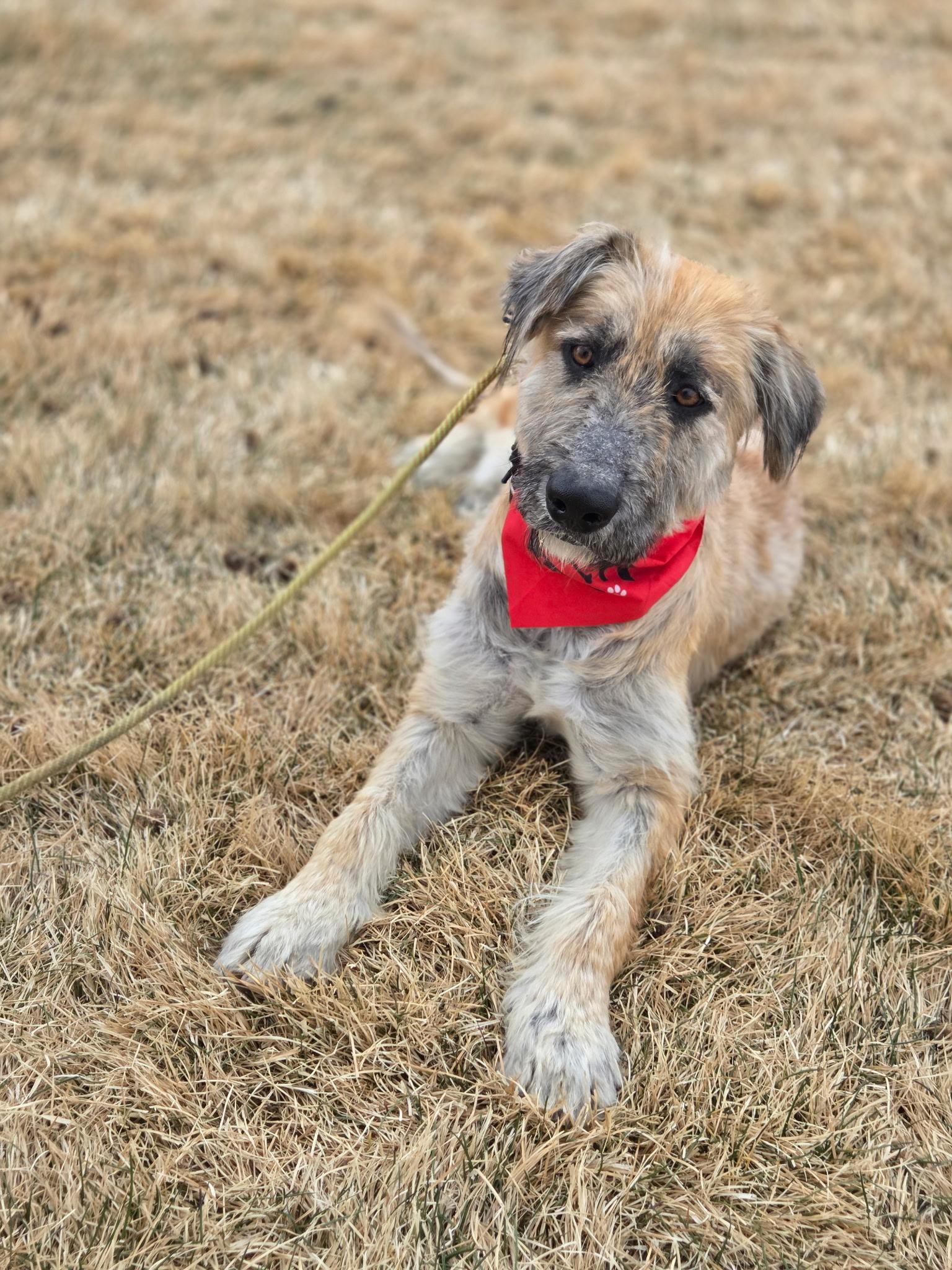 Enlarge Pinto Bean, a Adoptable mixed breed in Boulder, CO image 1/3