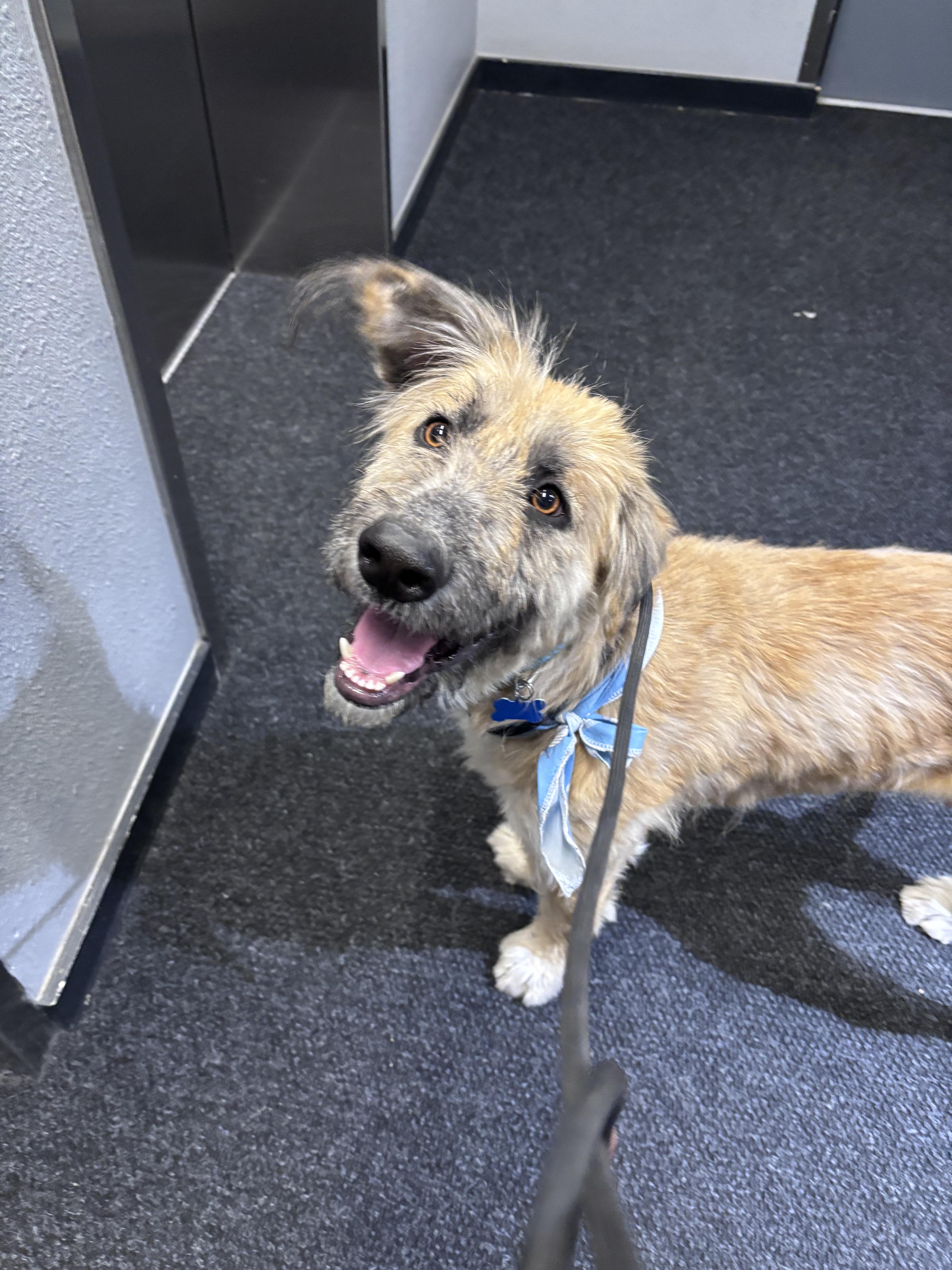 Enlarge Pinto Bean, a Adoptable mixed breed in Boulder, CO image 2/3