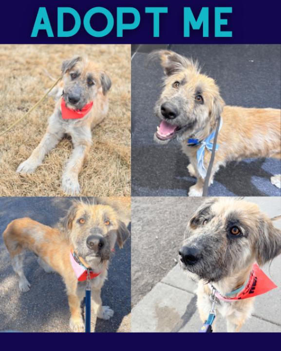 Enlarge Pinto Bean, a Adoptable mixed breed in Boulder, CO image 3/3