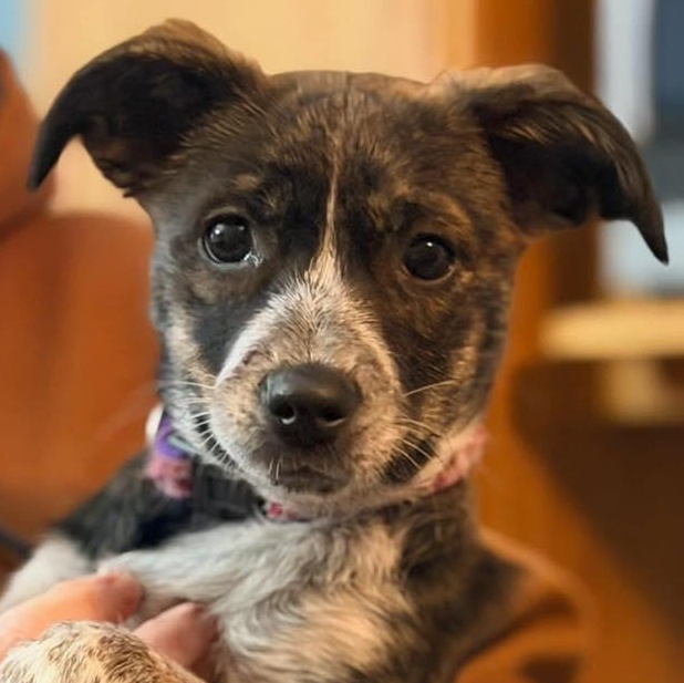 Miss Sass, ADOPTABLE, Young Female Australian Cattle Dog / Blue Heeler.
