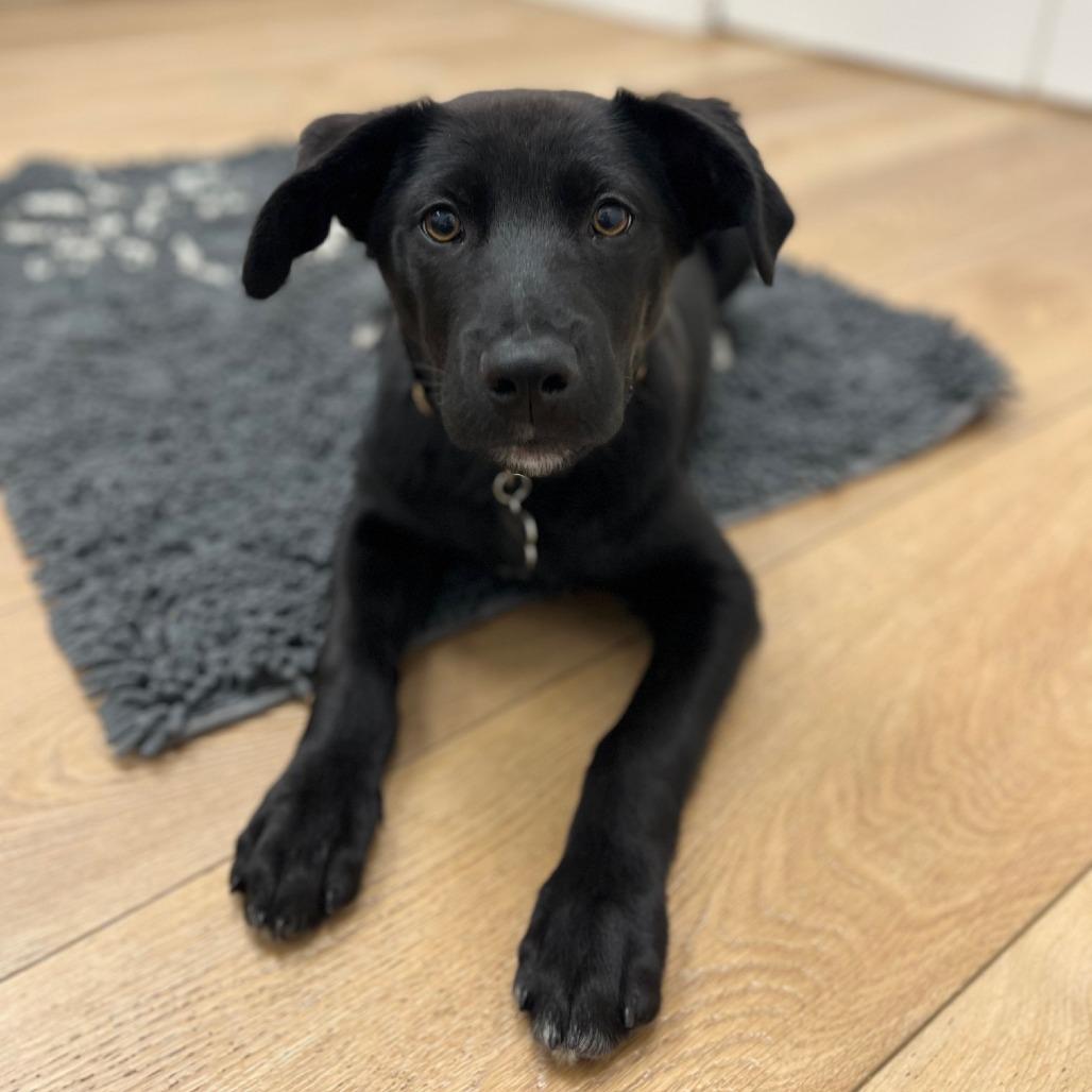 Roman, Adoptable, Young Male Shepherd & Mixed Breed.