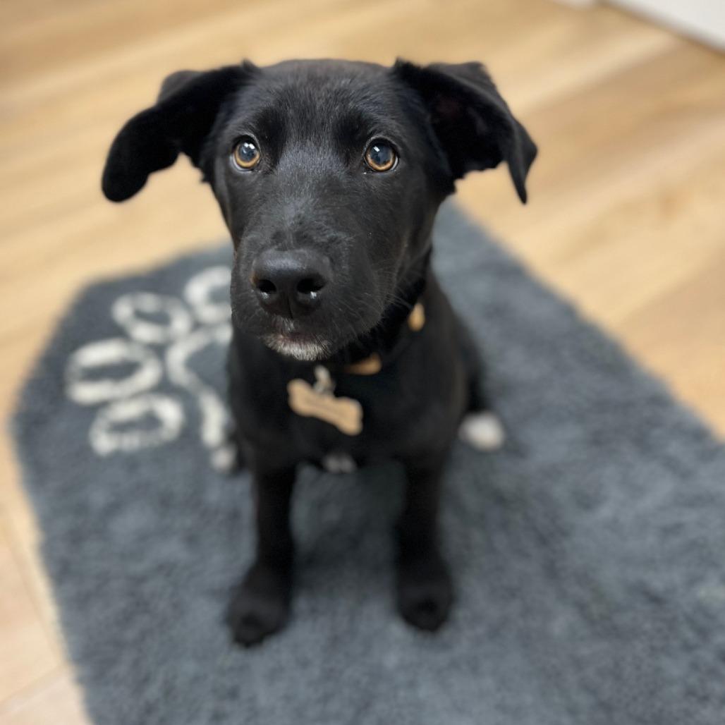 Roman, a Adoptable mixed breed in Chesapeake, VA image 3/3