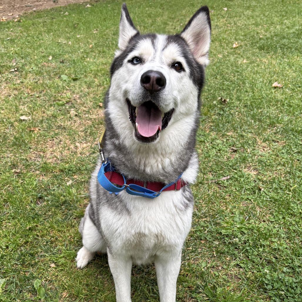 Enlarge Chase, a Adoptable Siberian Husky in Ojai, CA image 2/6