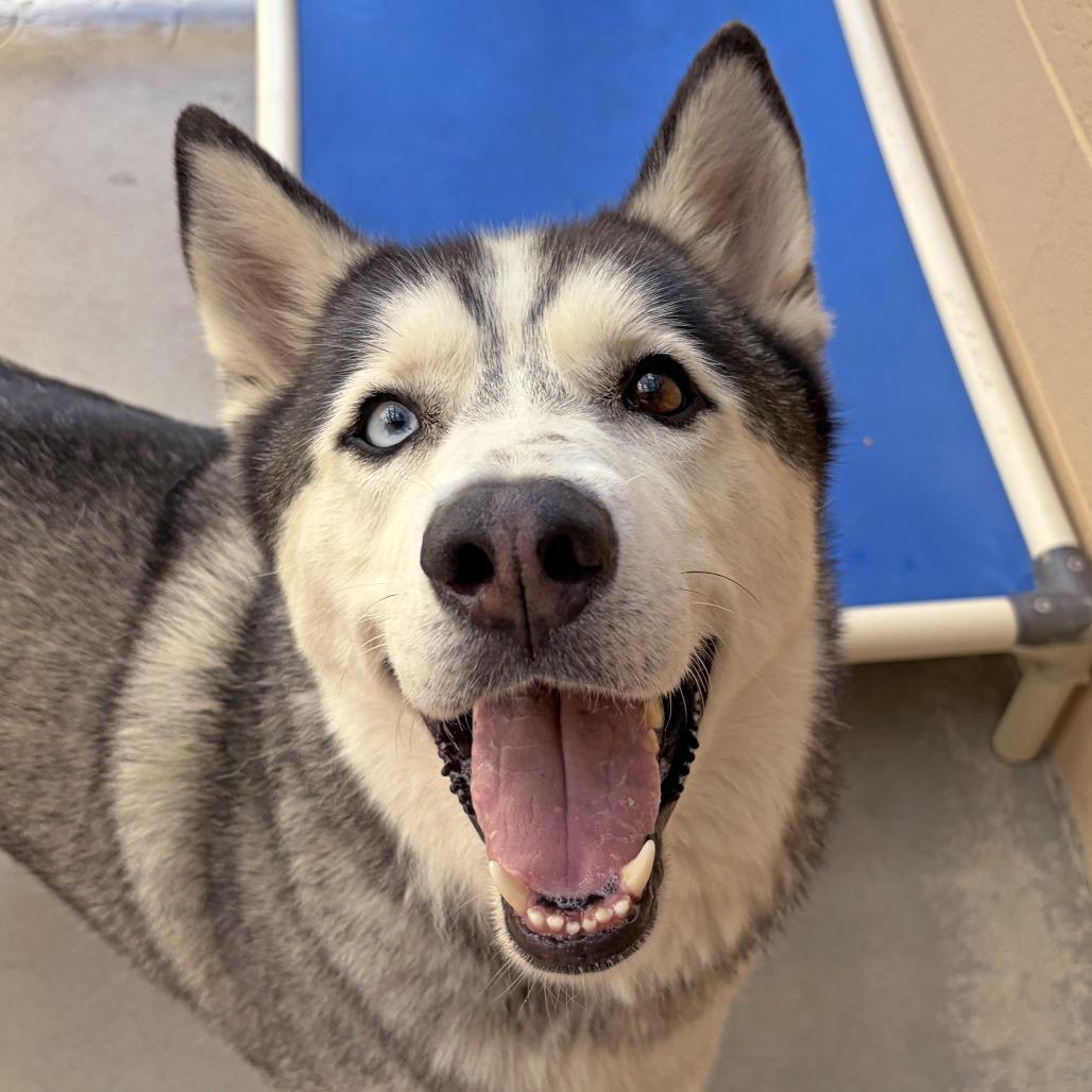 Enlarge Chase, a Adoptable Siberian Husky in Ojai, CA image 4/6
