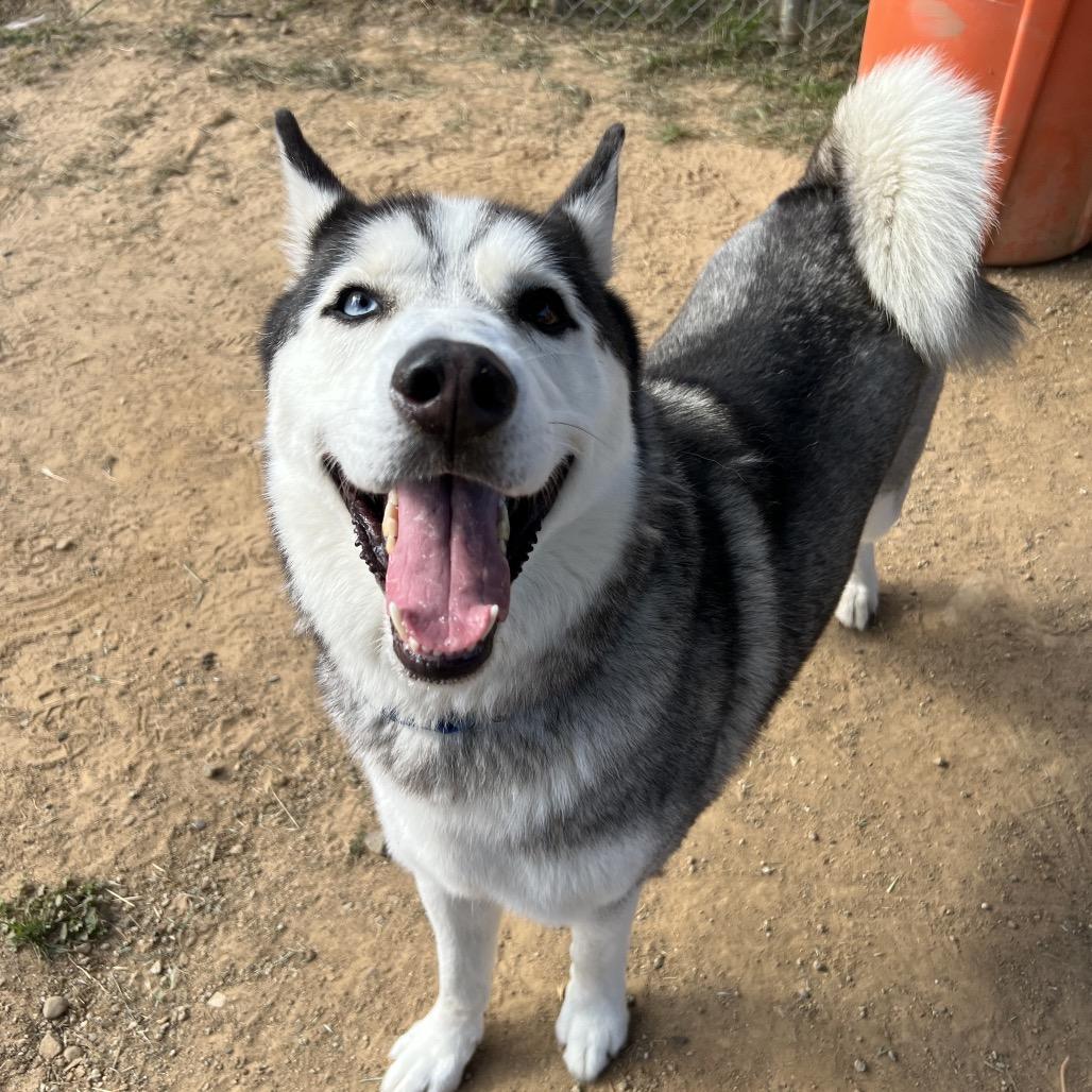Enlarge Chase, a Adoptable Siberian Husky in Ojai, CA image 5/6