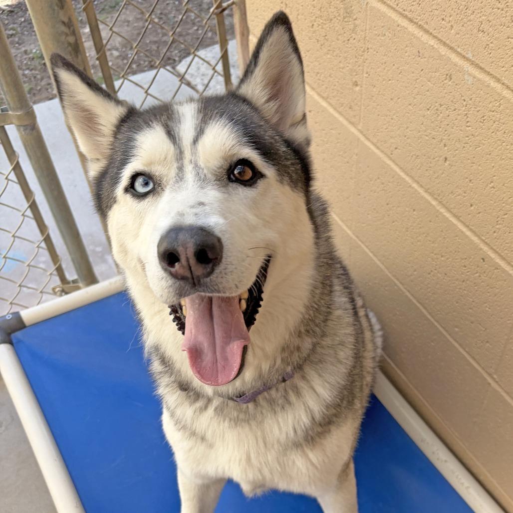 Enlarge Chase, a Adoptable Siberian Husky in Ojai, CA image 6/6
