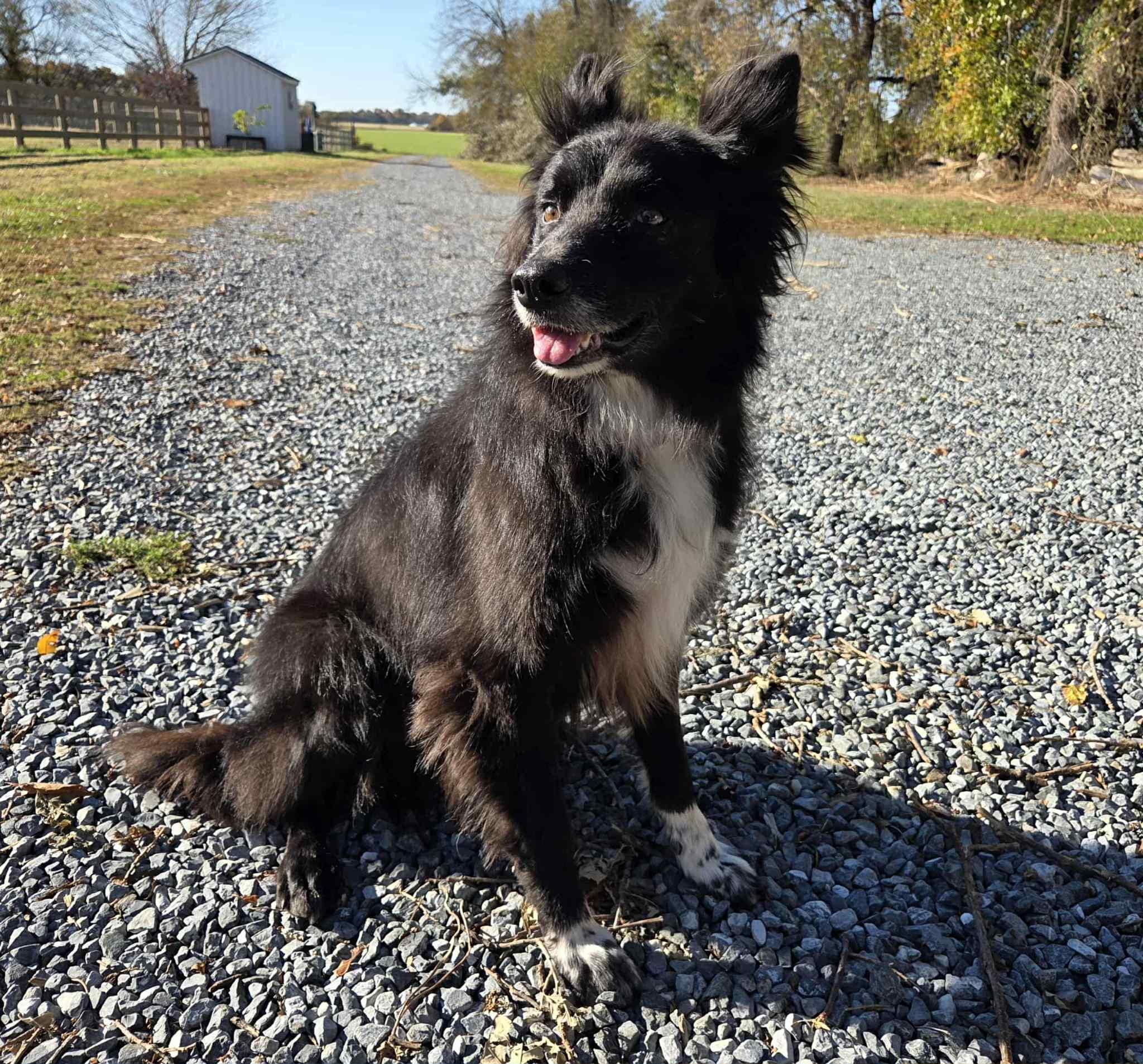 Enlarge Goose, a Adoptable Border Collie in Chestertown, MD image 1/1