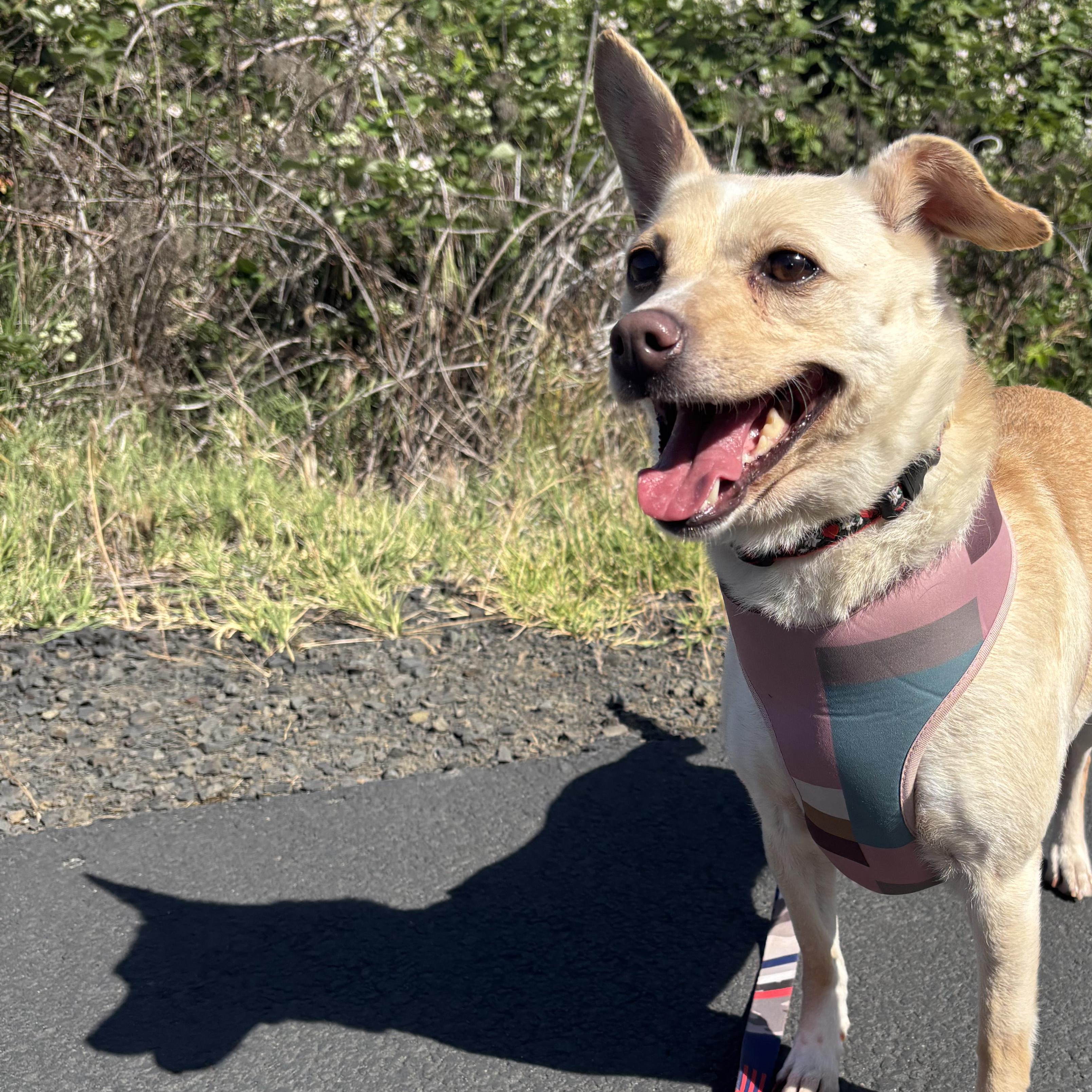 Baebae, a Adoptable mixed breed in The Dalles, OR image 5/5