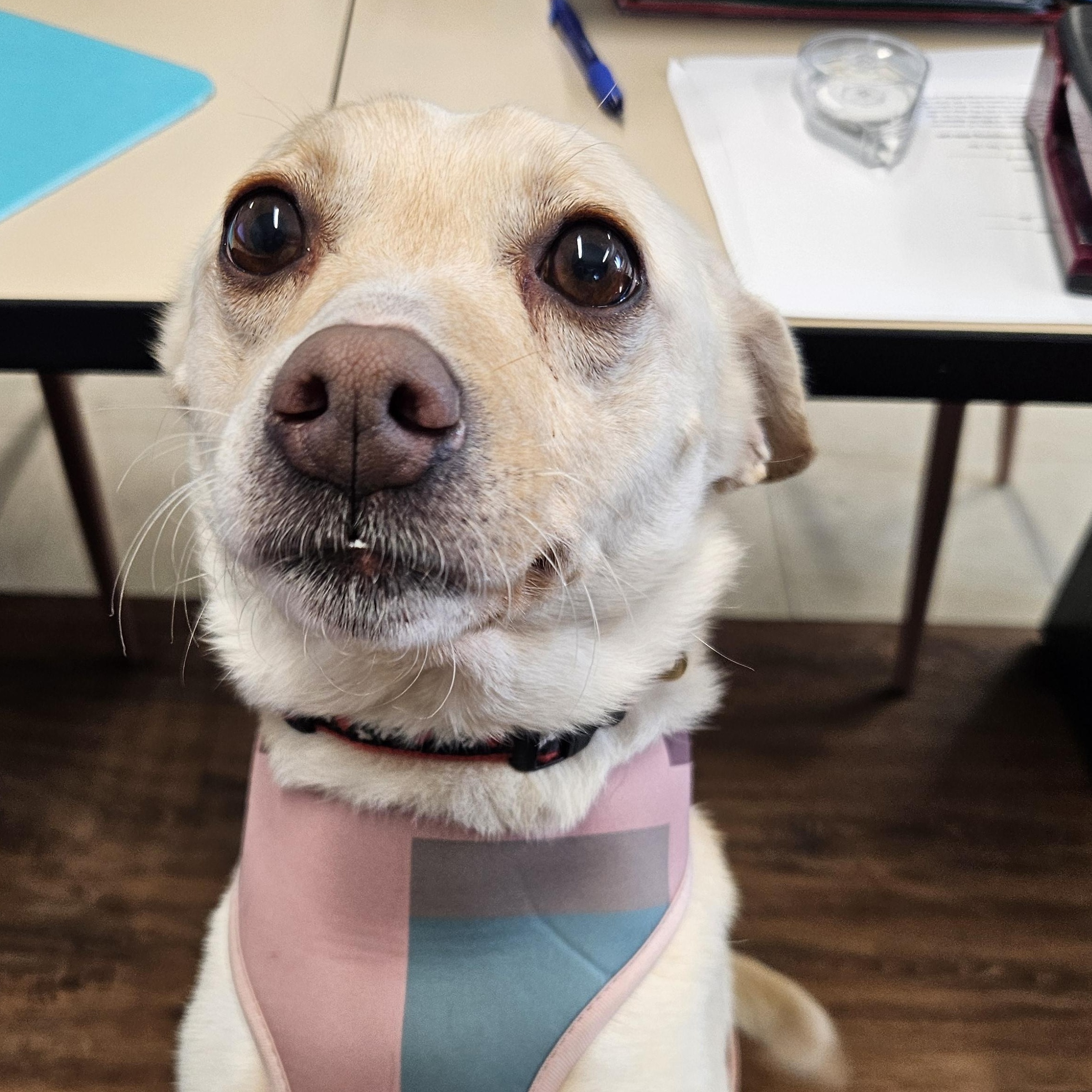 Baebae, a Adoptable mixed breed in The Dalles, OR image 3/5