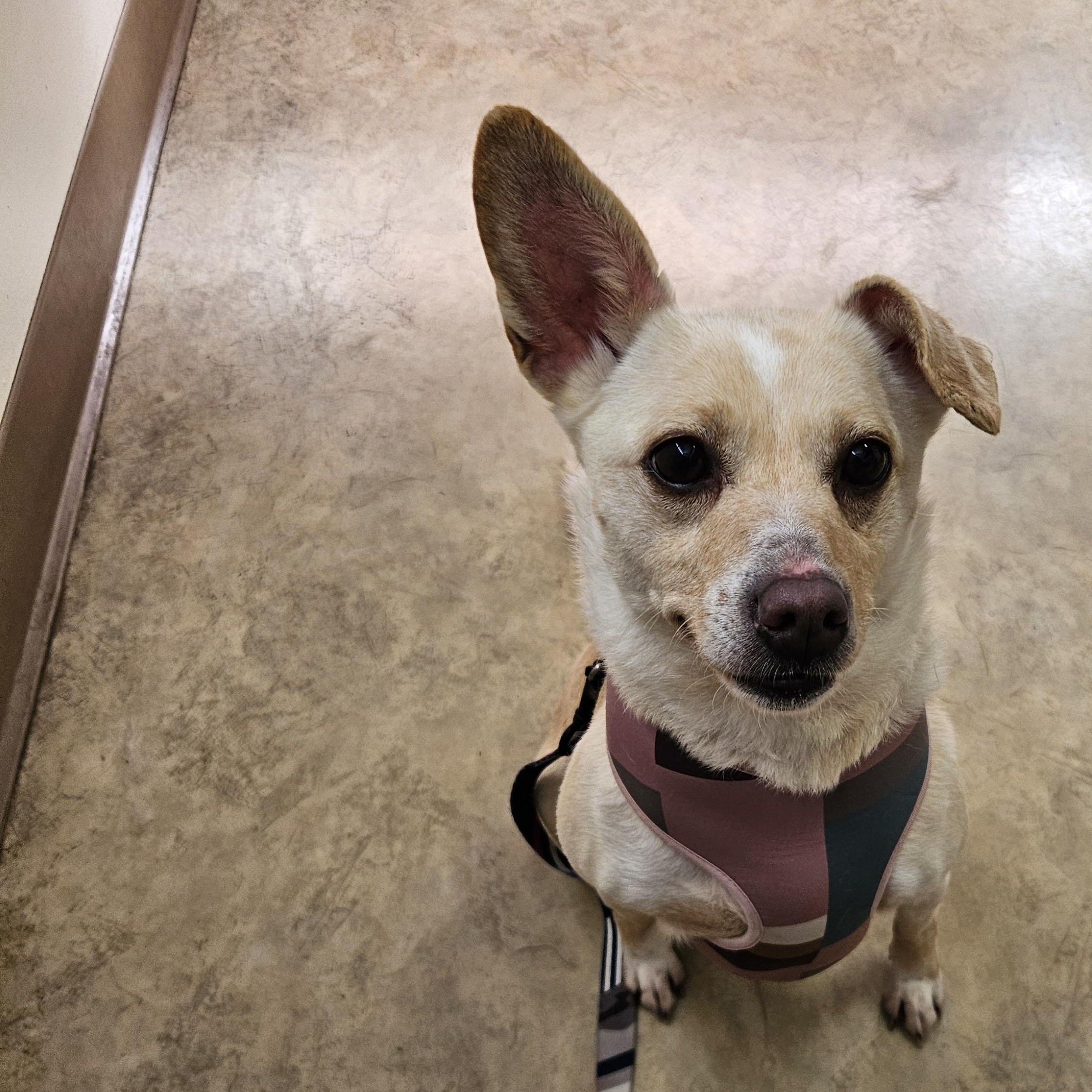 Baebae, a Adoptable mixed breed in The Dalles, OR image 2/5