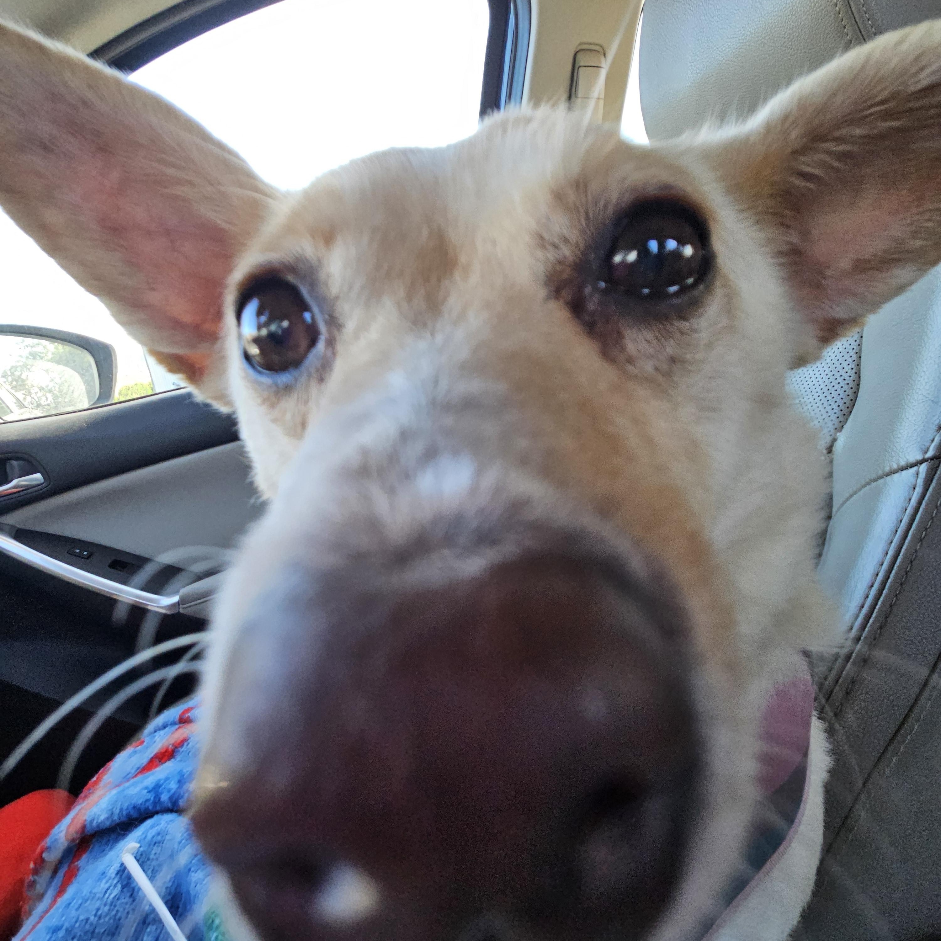 Baebae, a Adoptable mixed breed in The Dalles, OR image 4/5