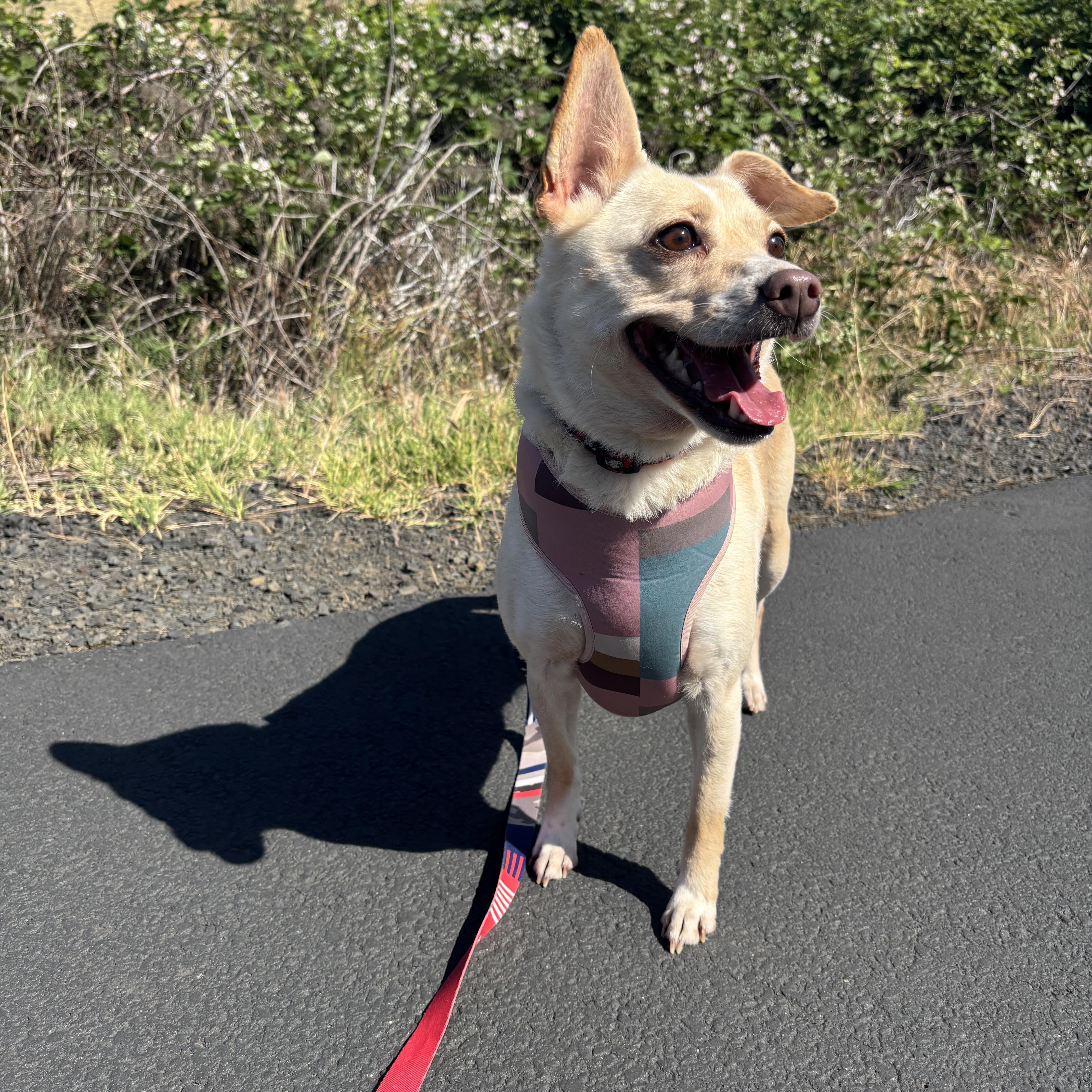Baebae, a Adoptable mixed breed in The Dalles, OR image 1/5