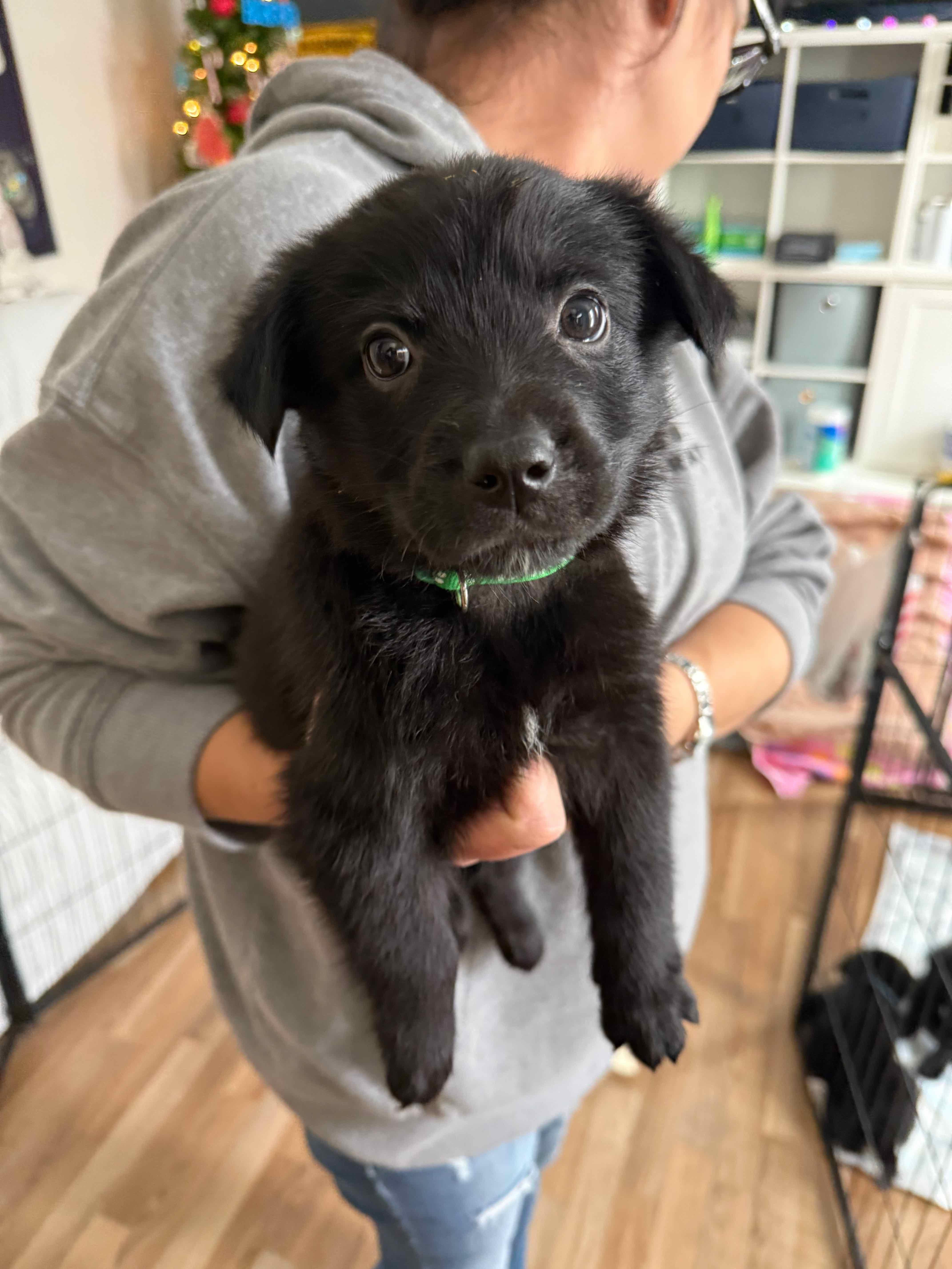 Enlarge Donner, a ADOPTABLE mixed breed in Oswego, IL image 1/1