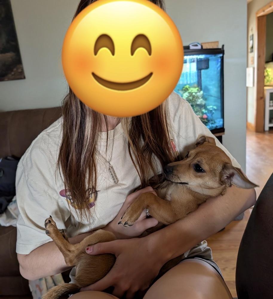 Diamond, Adoptable, Young Female Terrier & Chihuahua.