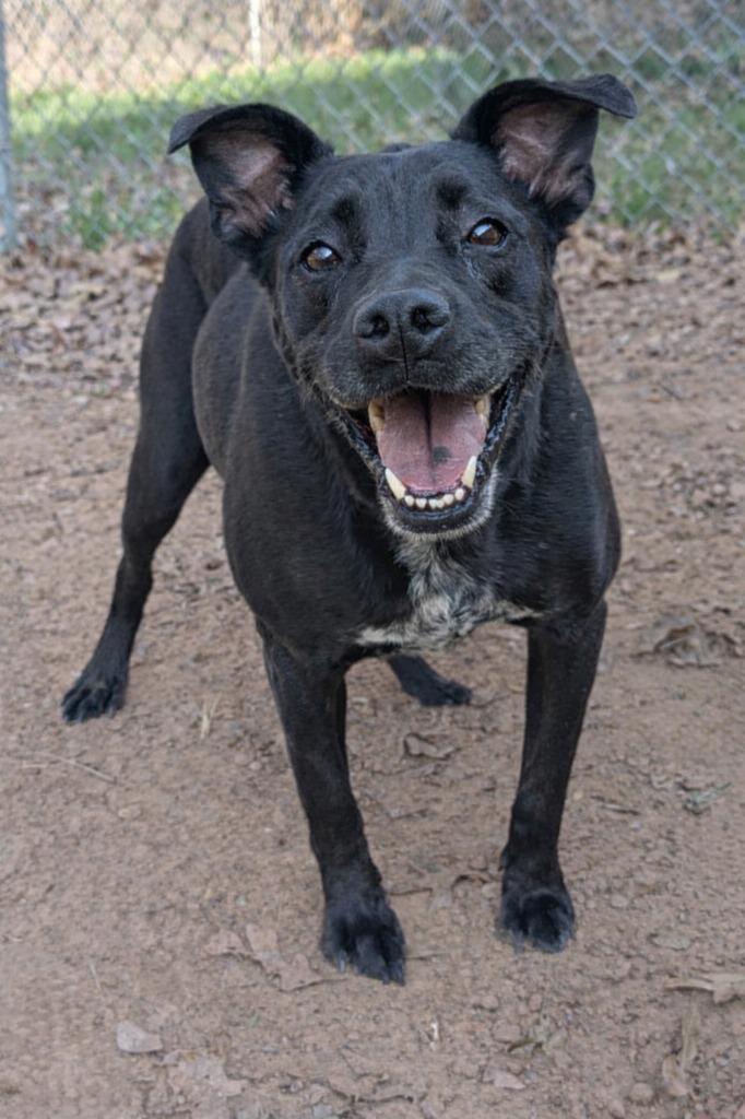 Patricia, Adoptable, Adult Female Australian Cattle Dog / Blue Heeler & Mixed Breed.
