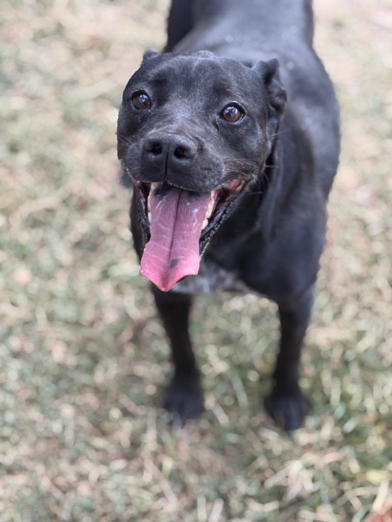 Enlarge Patricia, a Adoptable mixed breed in Seven Points, TX image 2/3