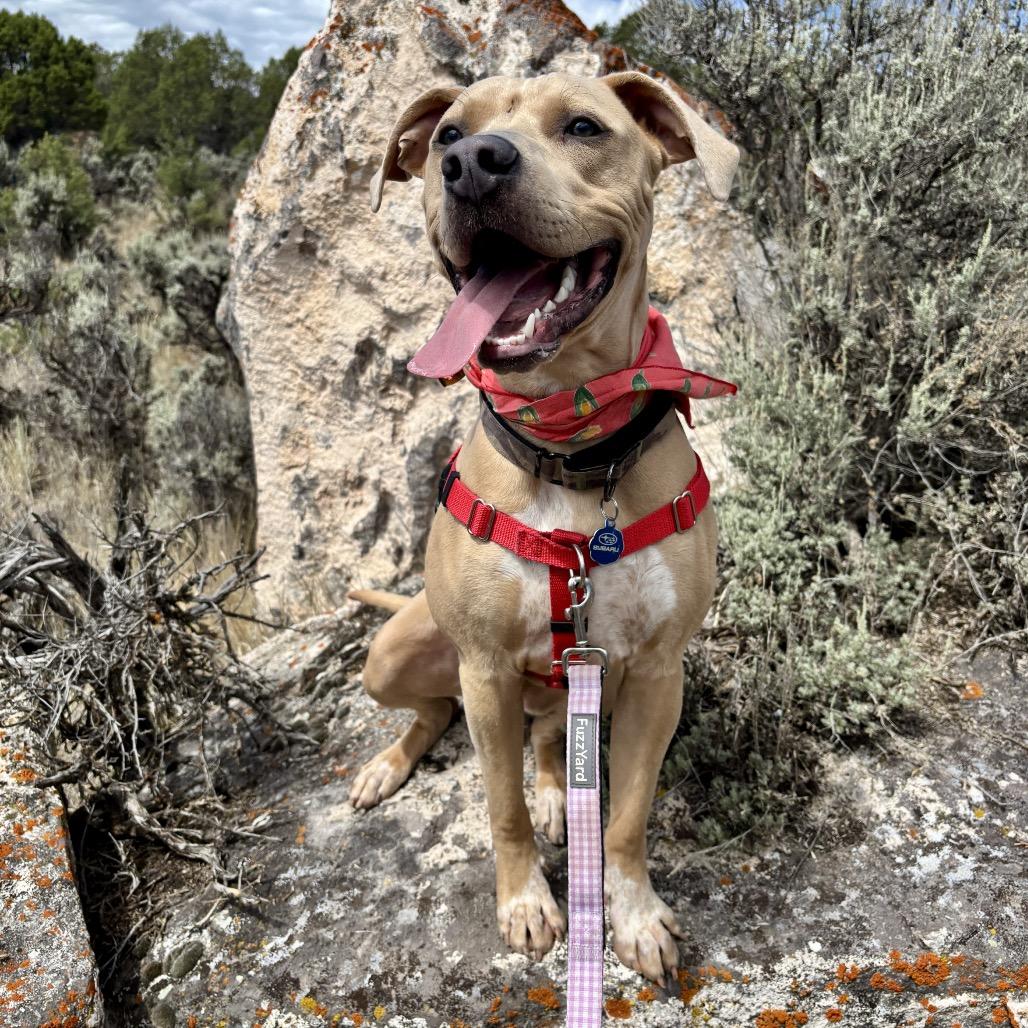 Snoopy, Adoptable, Young Male Mixed Breed & None.