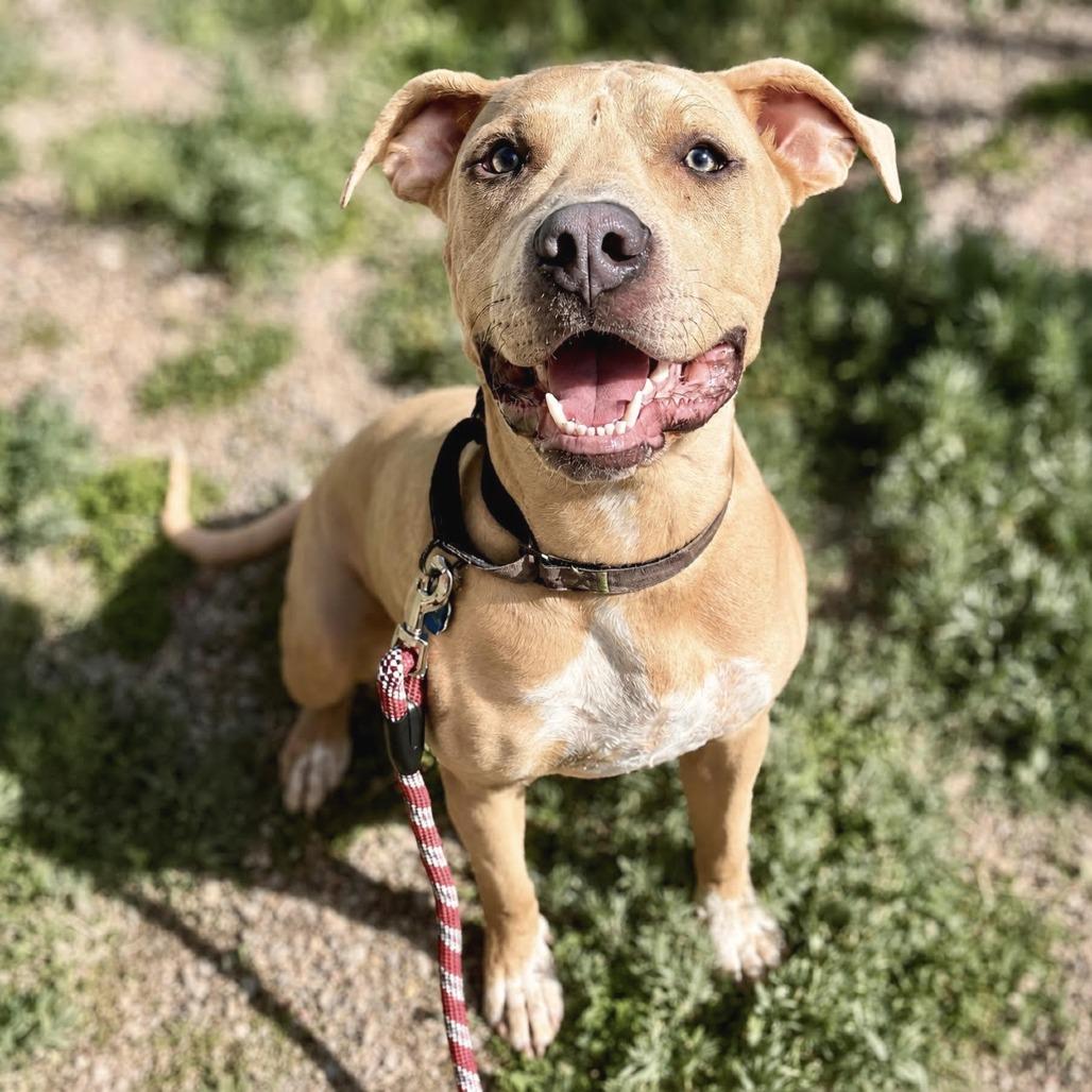 Enlarge Snoopy, a Adoptable Mixed Breed in Glenwood Springs, CO image 2/6