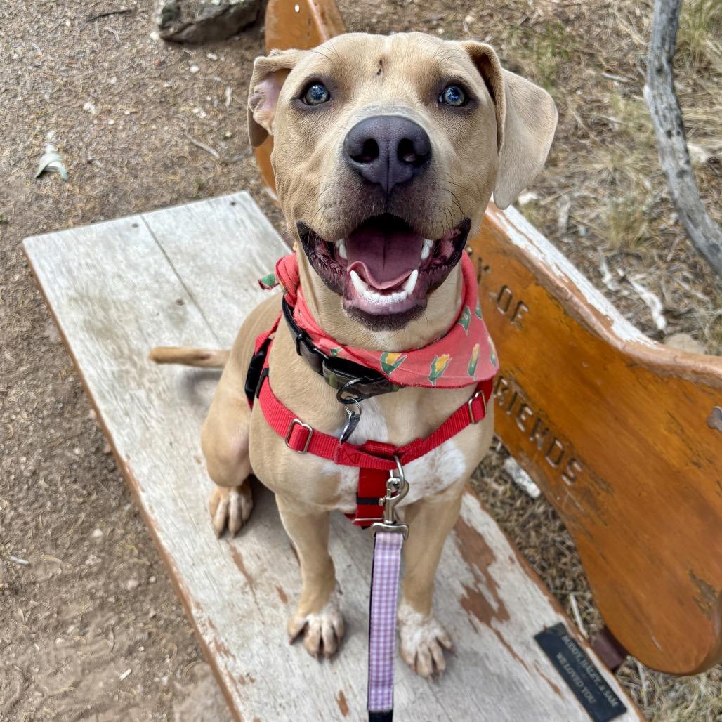 Enlarge Snoopy, a Adoptable Mixed Breed in Glenwood Springs, CO image 3/6