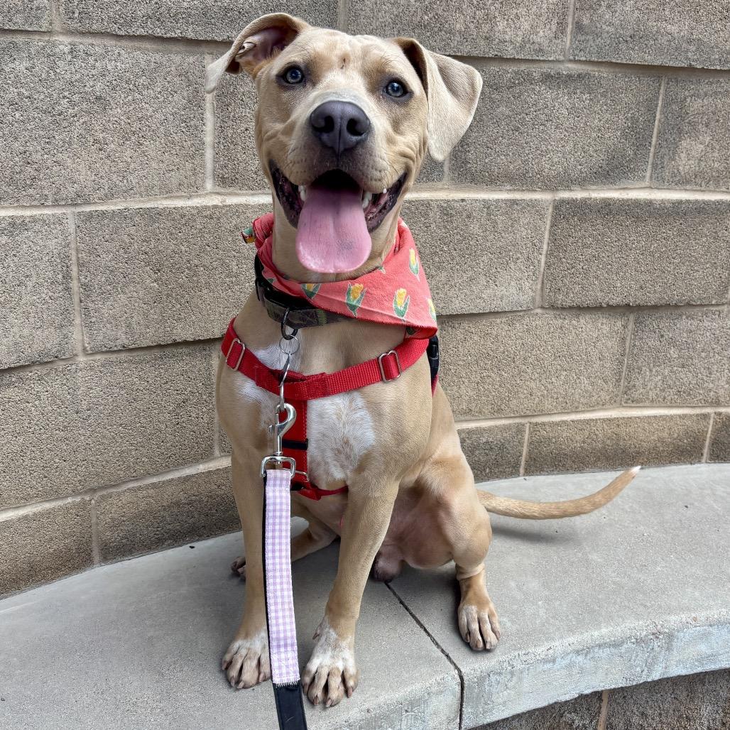 Enlarge Snoopy, a Adoptable Mixed Breed in Glenwood Springs, CO image 4/6