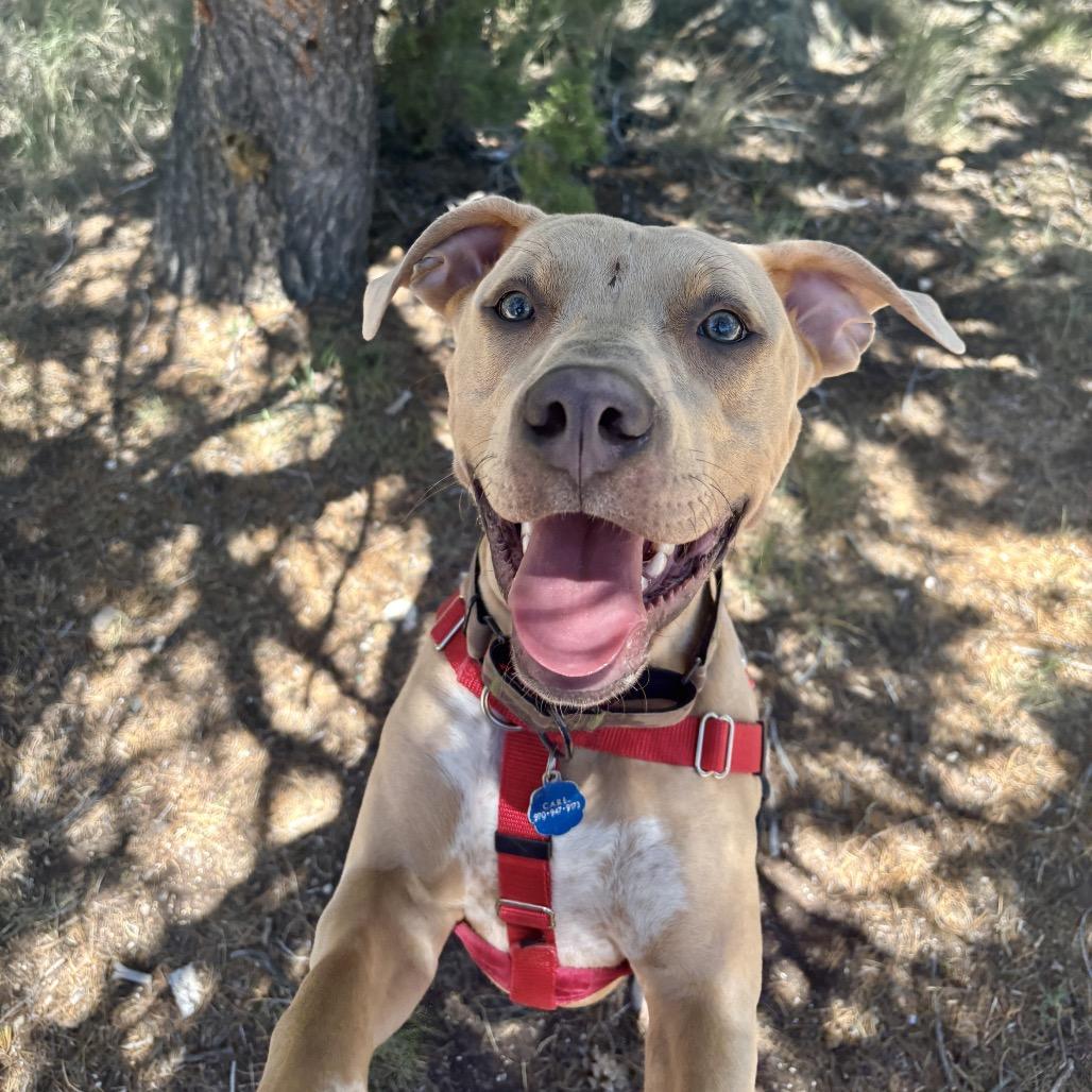 Enlarge Snoopy, a Adoptable Mixed Breed in Glenwood Springs, CO image 5/6