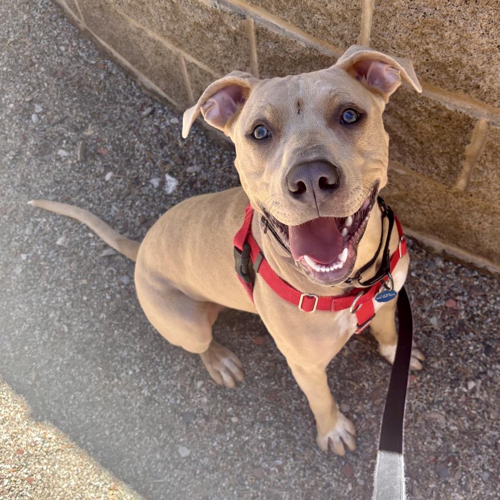 Enlarge Snoopy, a Adoptable Mixed Breed in Glenwood Springs, CO image 6/6