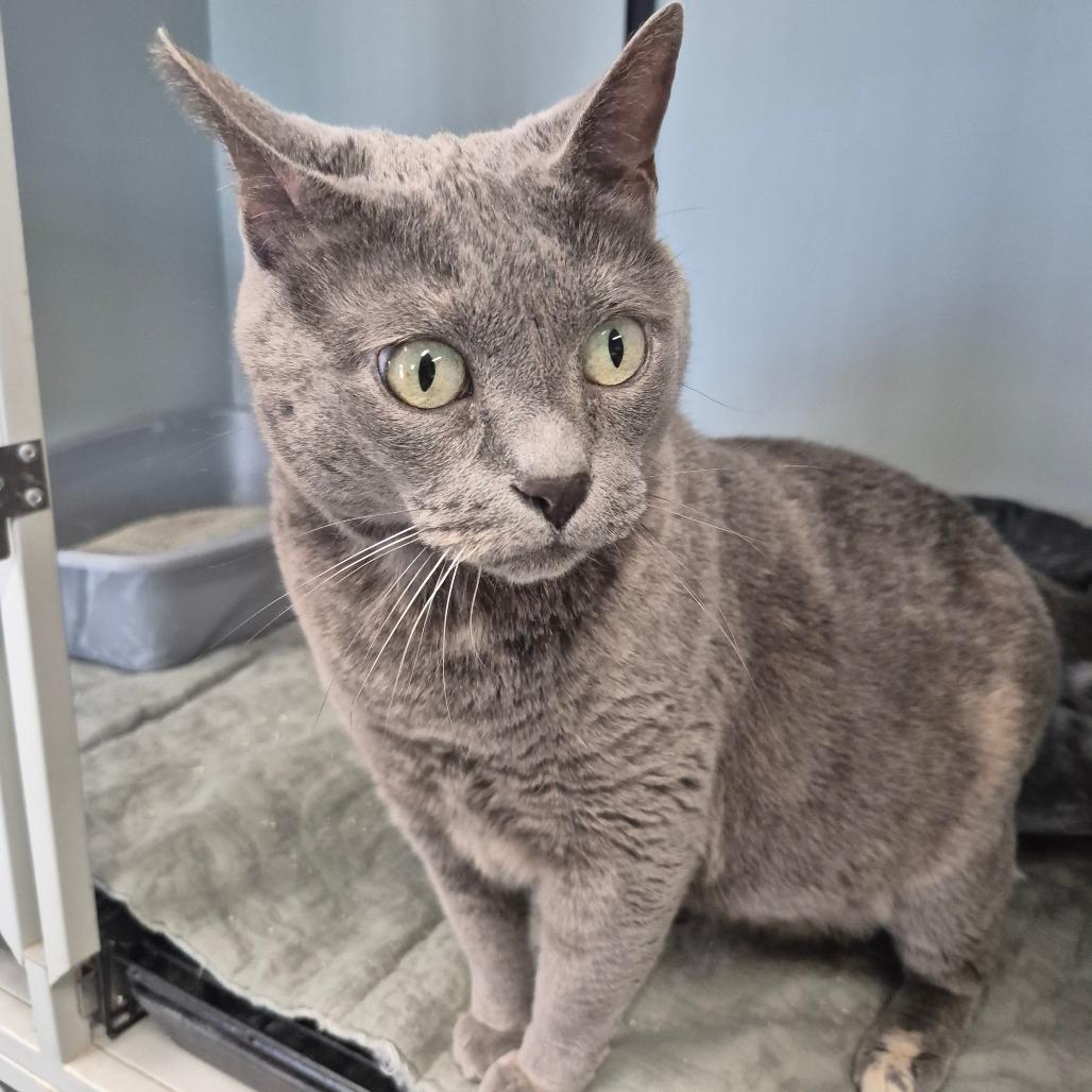 Freya, Adoptable, Adult Female Domestic Short Hair.