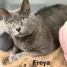 Enlarge Freya, a Adoptable Domestic Short Hair in Kingman, KS image 2/2