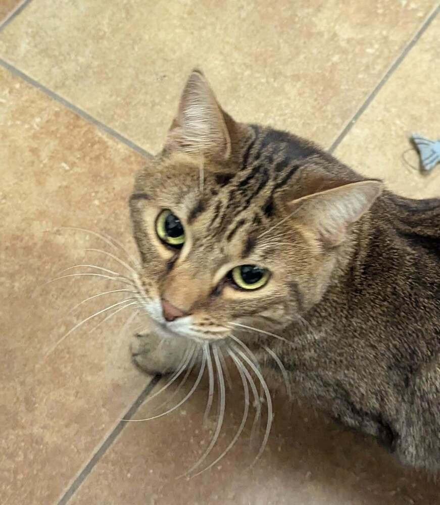 Trudy, Adoptable, Adult Female Domestic Short Hair.