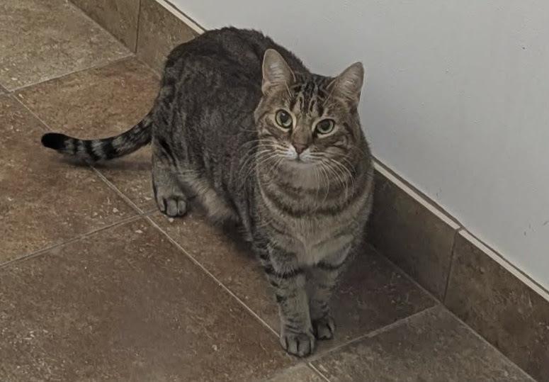 Enlarge Trudy, a Adoptable mixed breed in South Bend, IN image 2/3