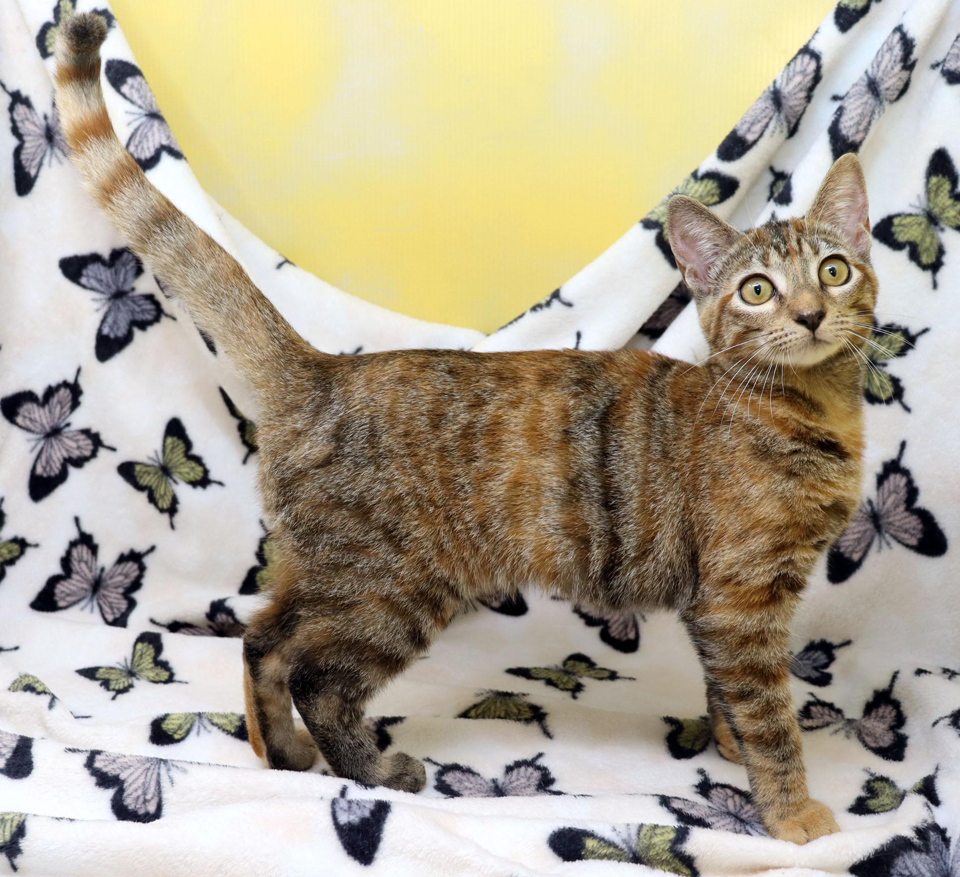 Enlarge Cookie, a ADOPTABLE Domestic Short Hair in Tierra Verde, FL image 3/4