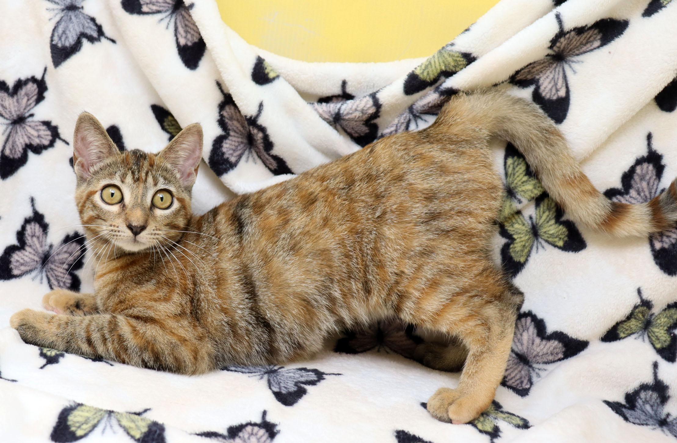 Enlarge Cookie, a ADOPTABLE Domestic Short Hair in Tierra Verde, FL image 4/4