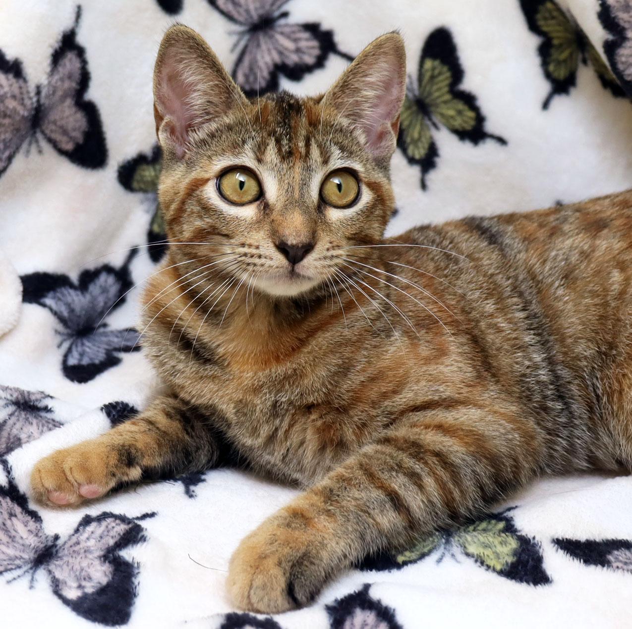 Cookie, ADOPTABLE, Kitten Female Domestic Short Hair.