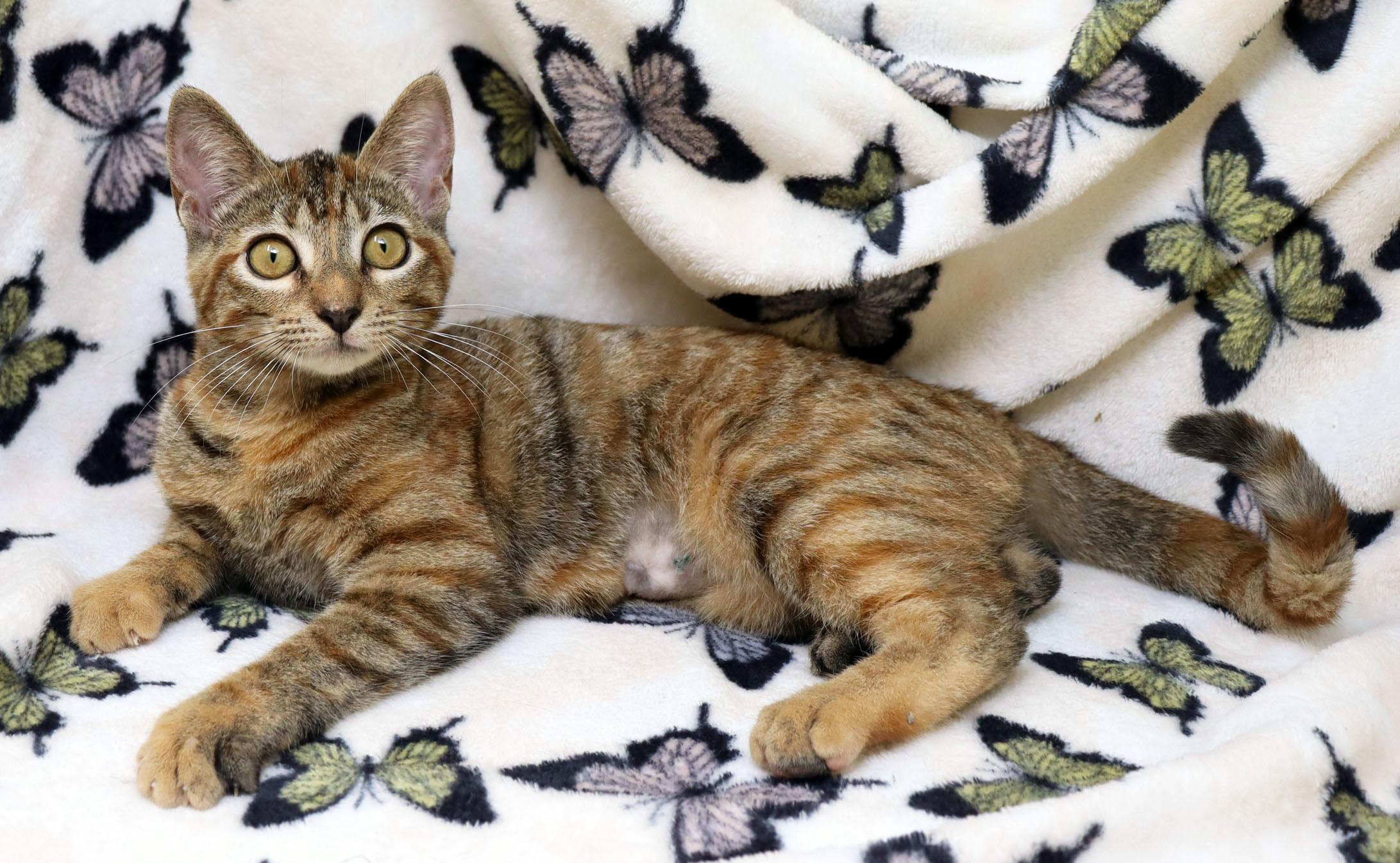 Enlarge Cookie, a ADOPTABLE Domestic Short Hair in Tierra Verde, FL image 2/4