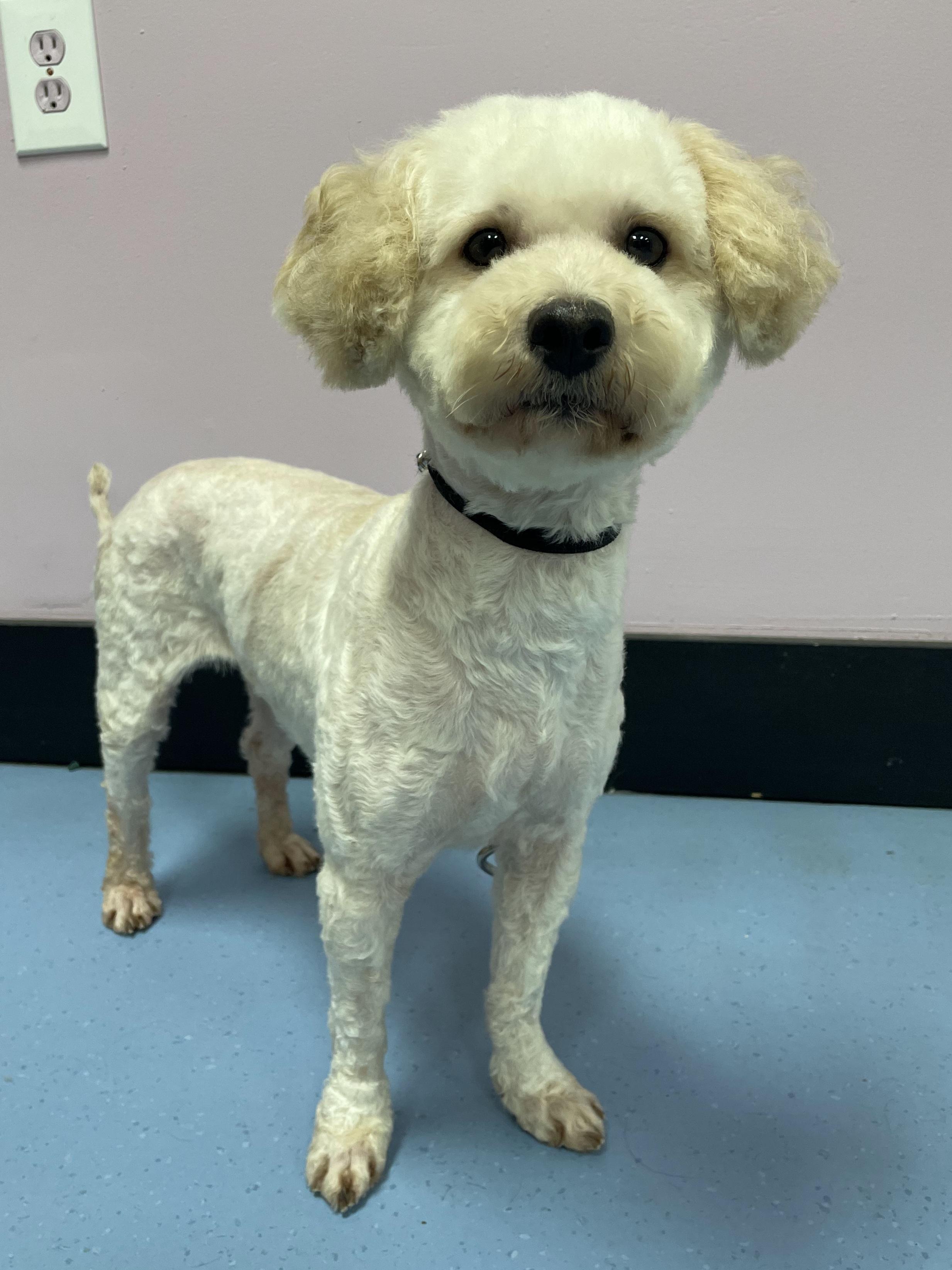 Petuinia, adopted, Young Female Miniature Poodle.