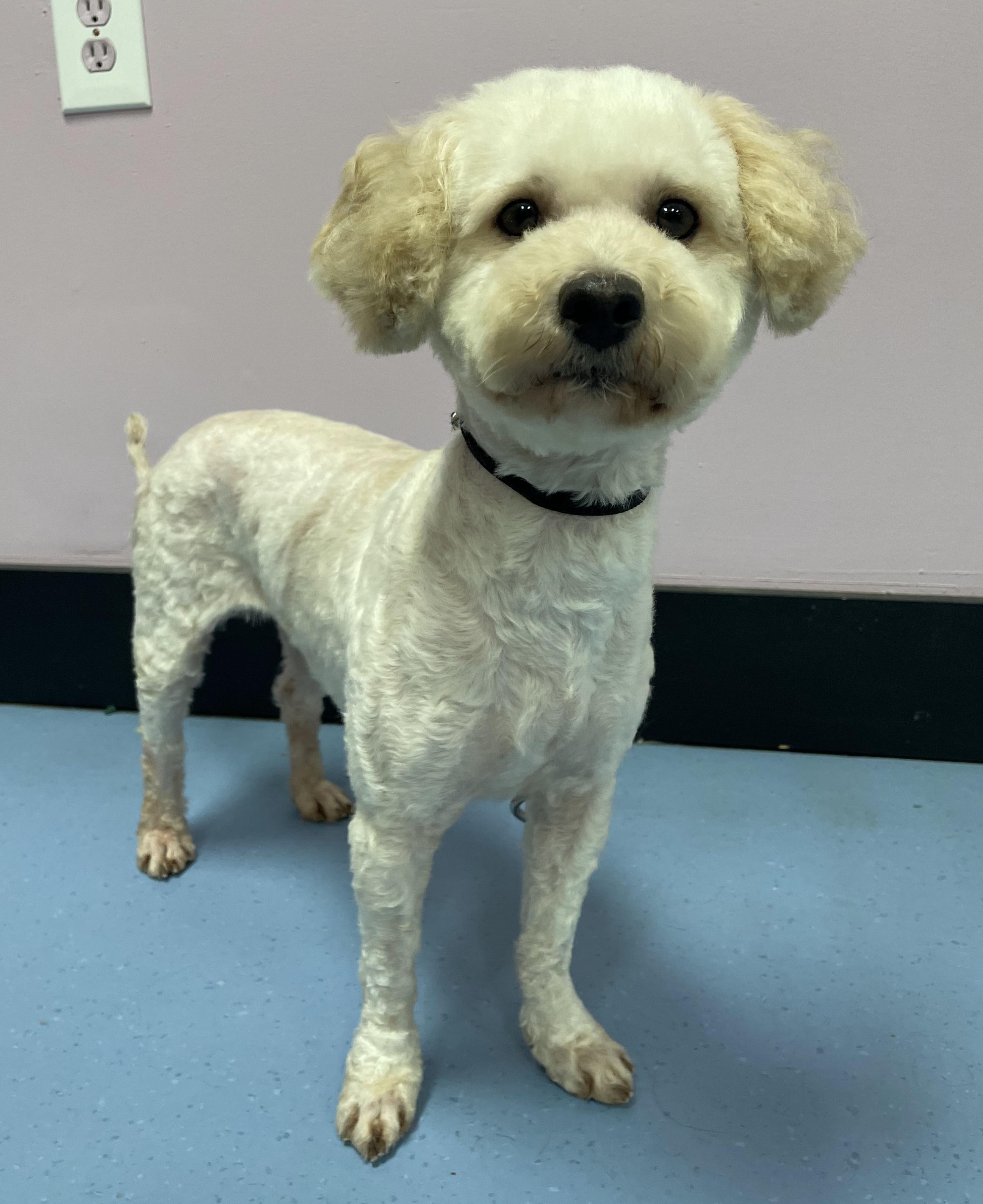 Enlarge Petuinia, an adopted Miniature Poodle in Clarksburg, MD image 2/6