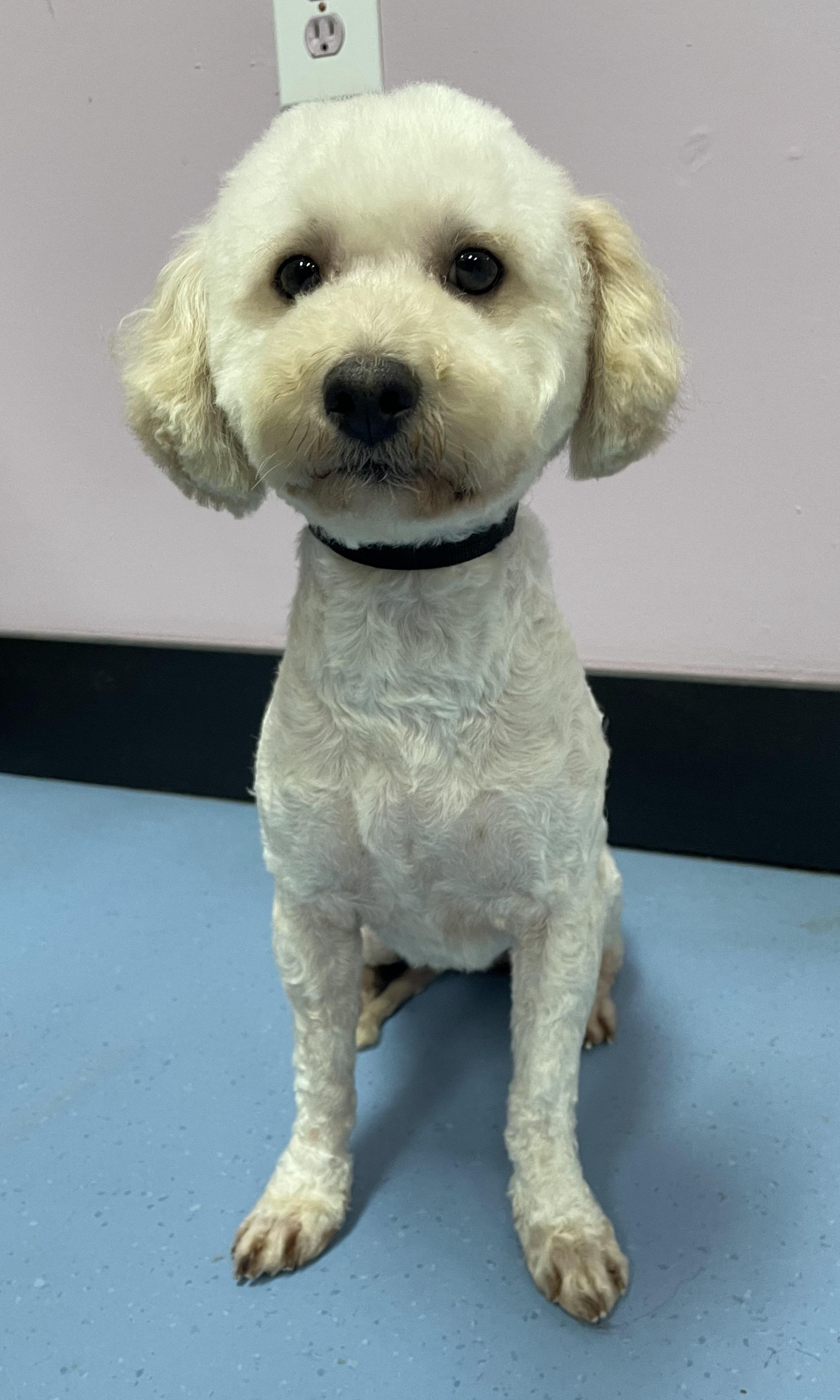 Enlarge Petuinia, an adopted Miniature Poodle in Clarksburg, MD image 3/6