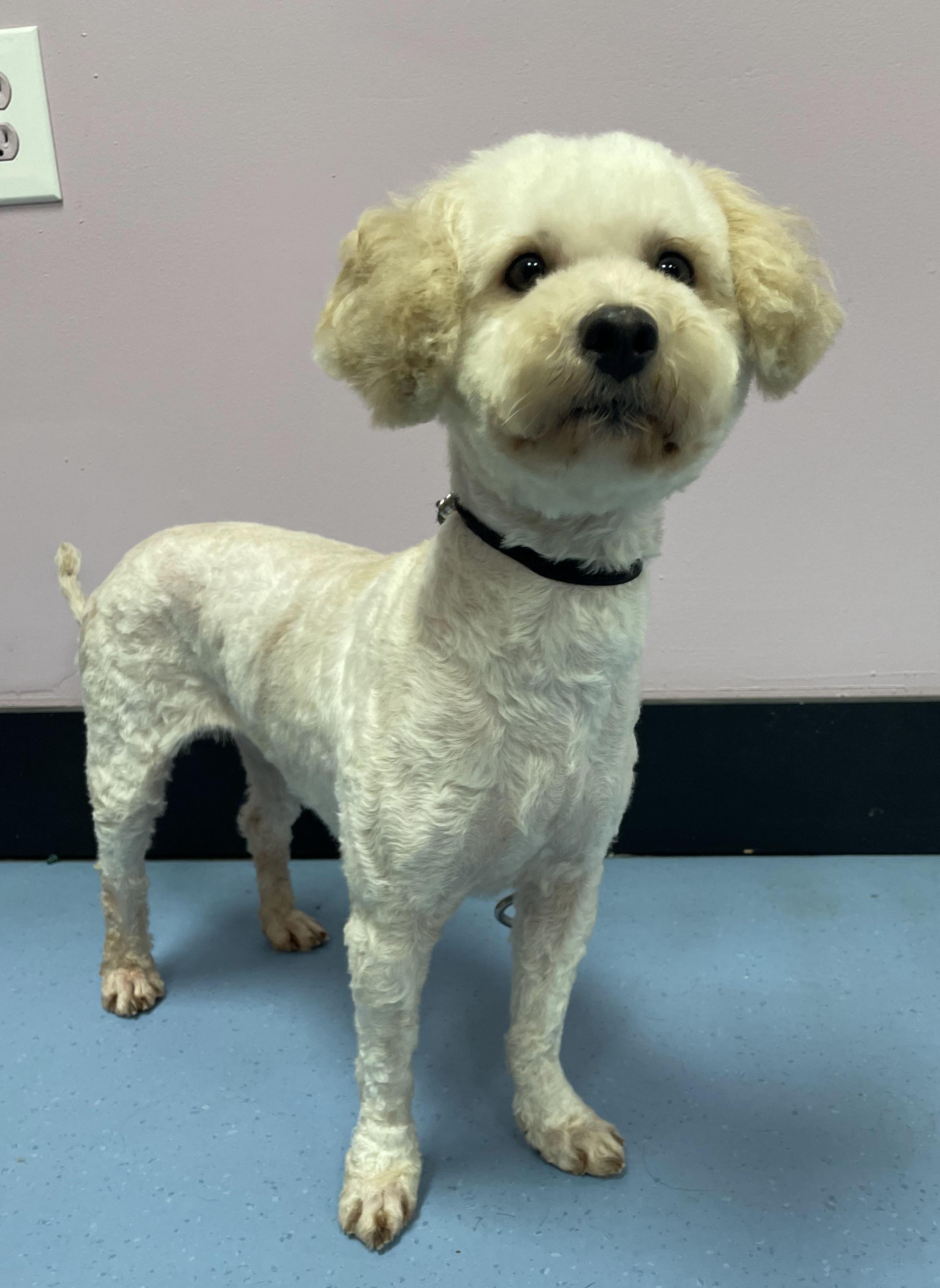 Enlarge Petuinia, an adopted Miniature Poodle in Clarksburg, MD image 4/6
