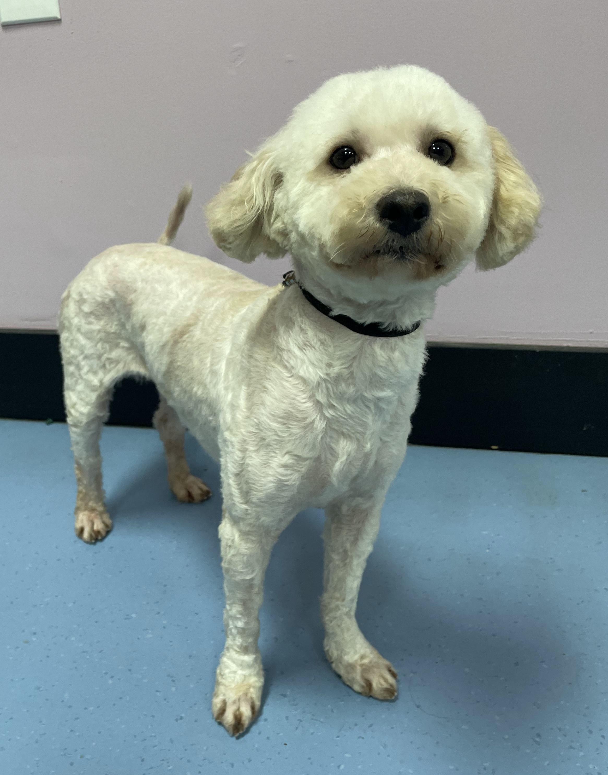 Enlarge Petuinia, an adopted Miniature Poodle in Clarksburg, MD image 5/6