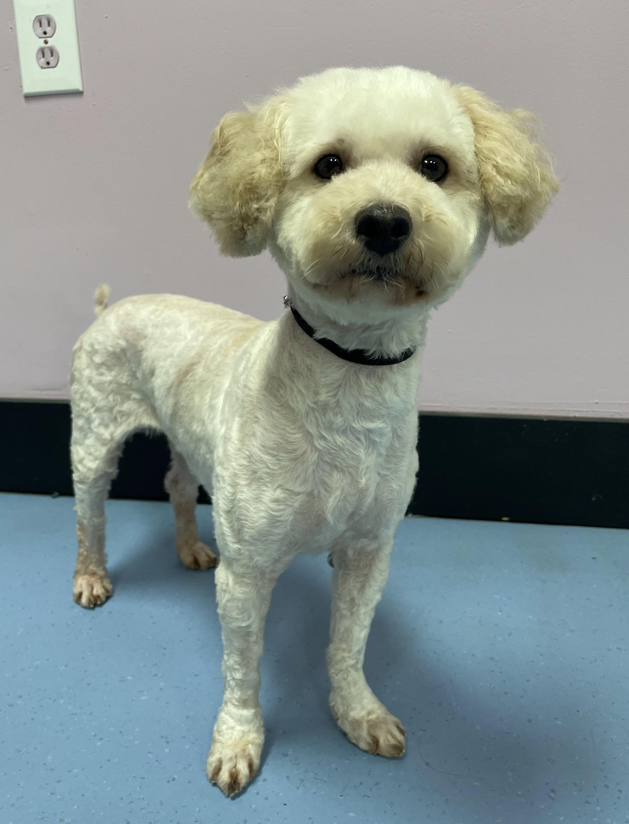 Enlarge Petuinia, an adopted Miniature Poodle in Clarksburg, MD image 6/6