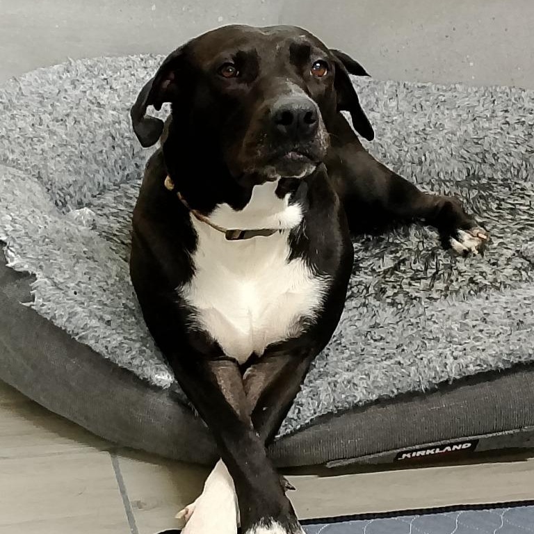 Celeste, Adoptable, Young Female Black Labrador Retriever.