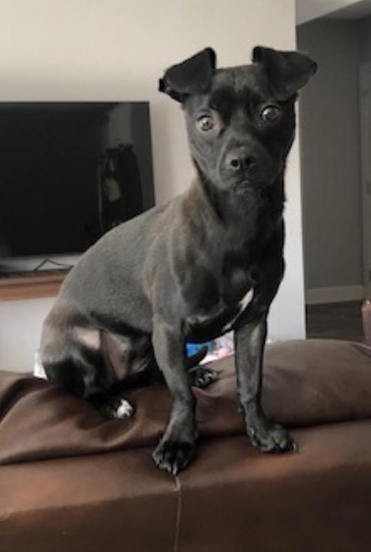 Enlarge Baby Girl, a ADOPTABLE mixed breed in Gerry, NY image 1/6